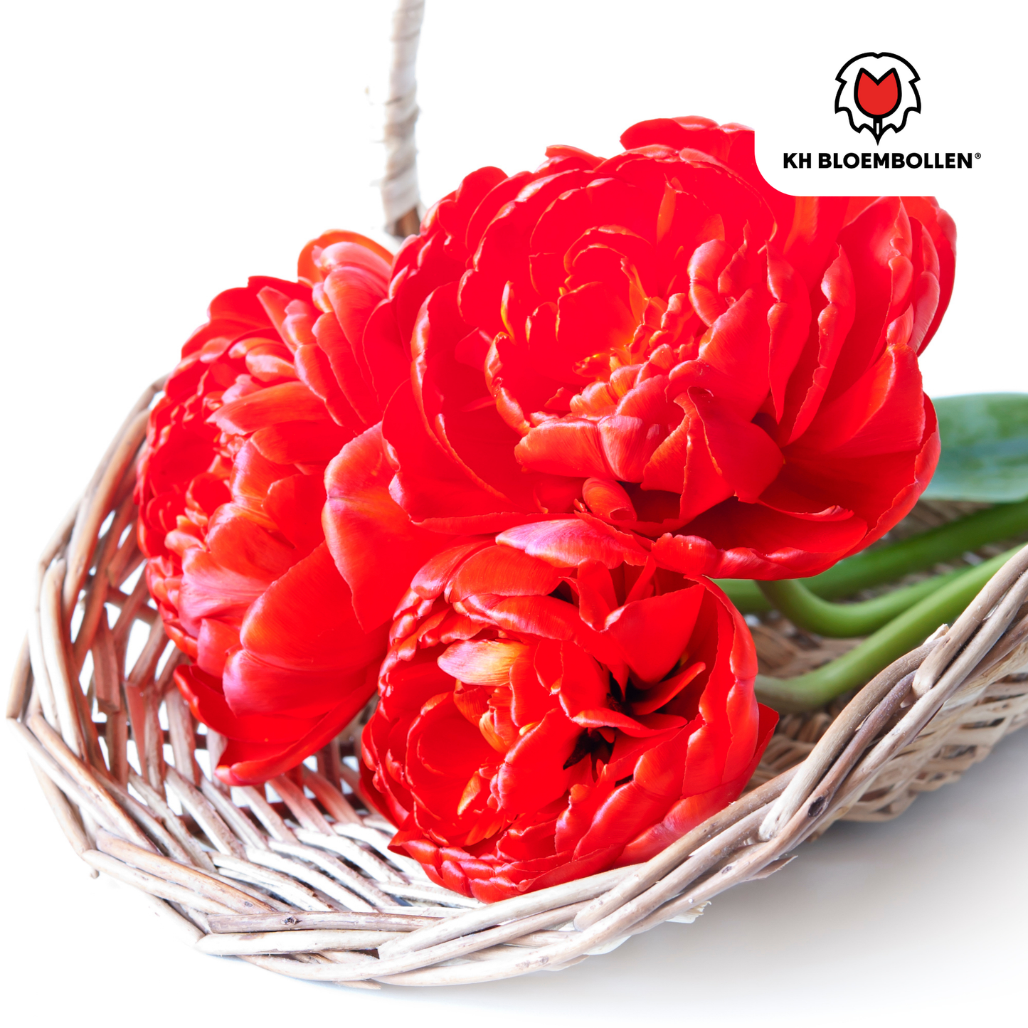 Bombastic Red Tulpenbollen – 20 stuks | Pflanzfix24® | Rode Dubbelbloemige Pioentulp