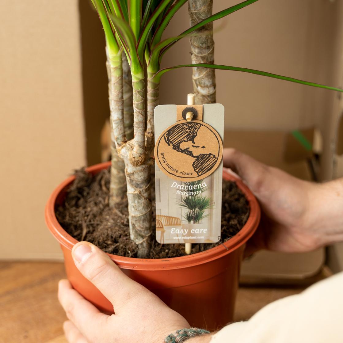 2x Dracaena - ↨60cm - Ø14cm - Pflanzfix24