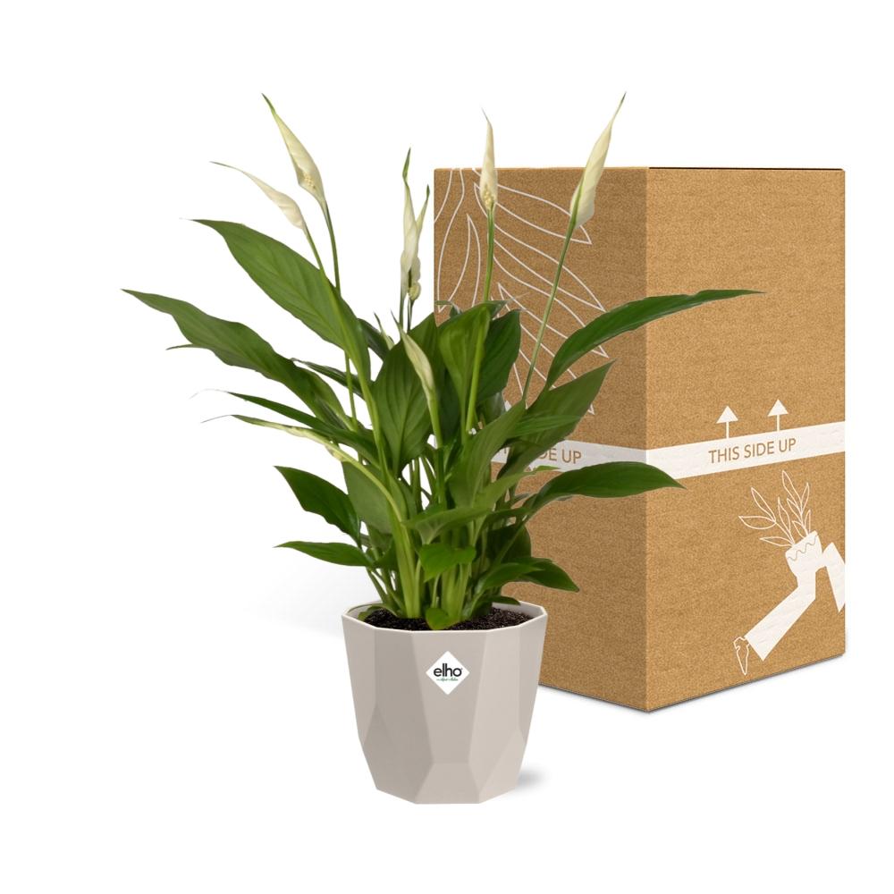 Spathiphyllum 12 cm Torelli in ELHO b.for rock 14 cm warm grey - Pflanzfix24