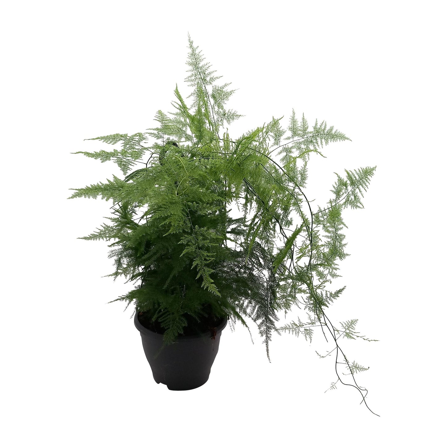 Asparagus 'Plumosus' - Ø19cm - ↕55cm - Pflanzfix24