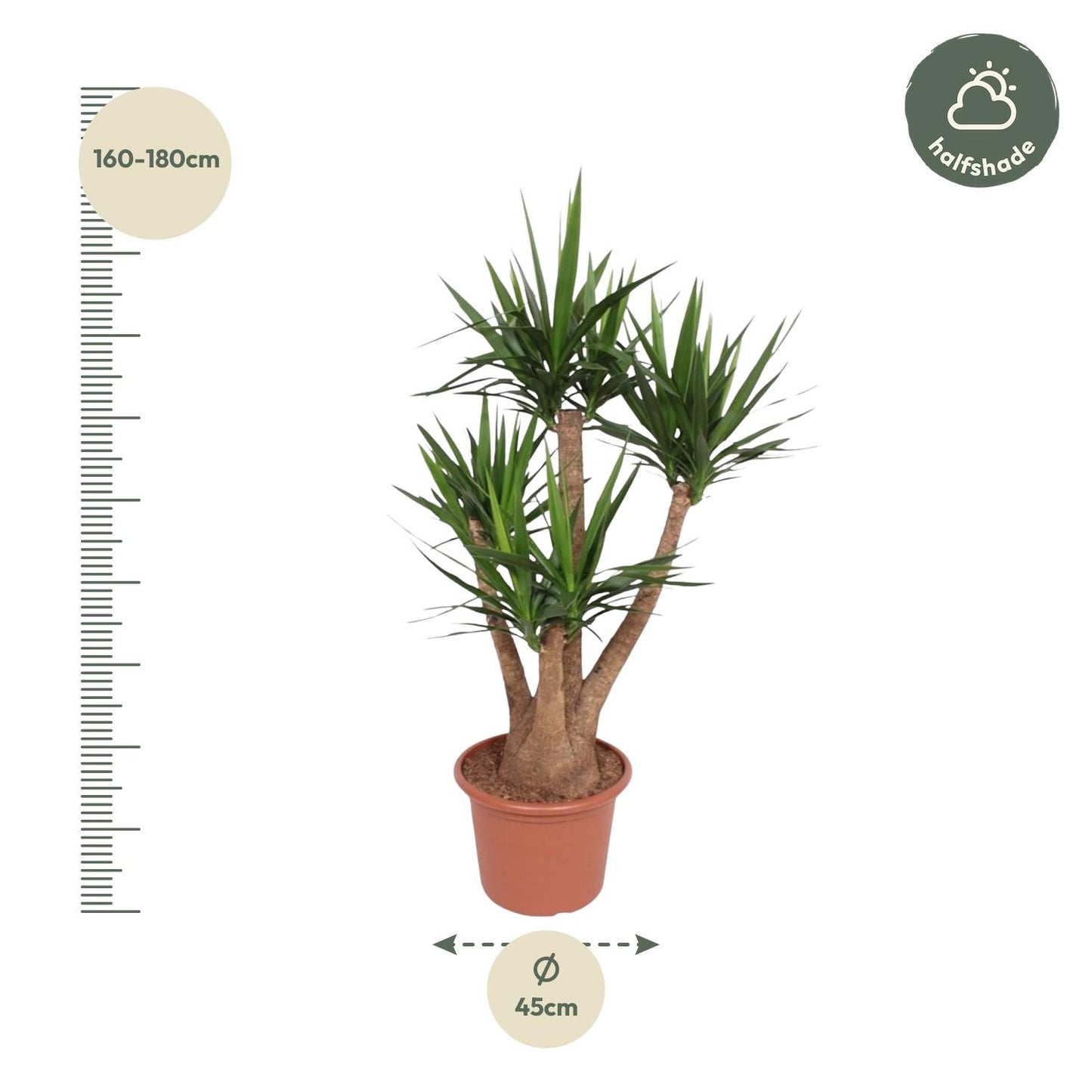 Yucca Elephantipes Verzweigt 170cm Ø45cm | Pflanzfix24.de - Pflanzfix24.de