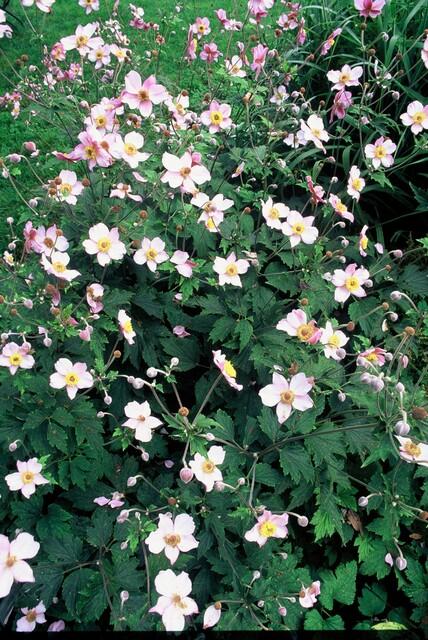 12x Anemone tom. 'Robustissima' – Purpurblaue Herbstanemone | Pflanzfix24.de - Pflanzfix24.de