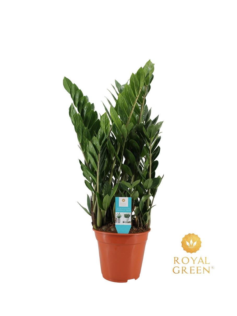 Zamioculcas Ø21cm, 75cm – Große Zimmerpflanze | Pflanzfix24.de - Pflanzfix24.de