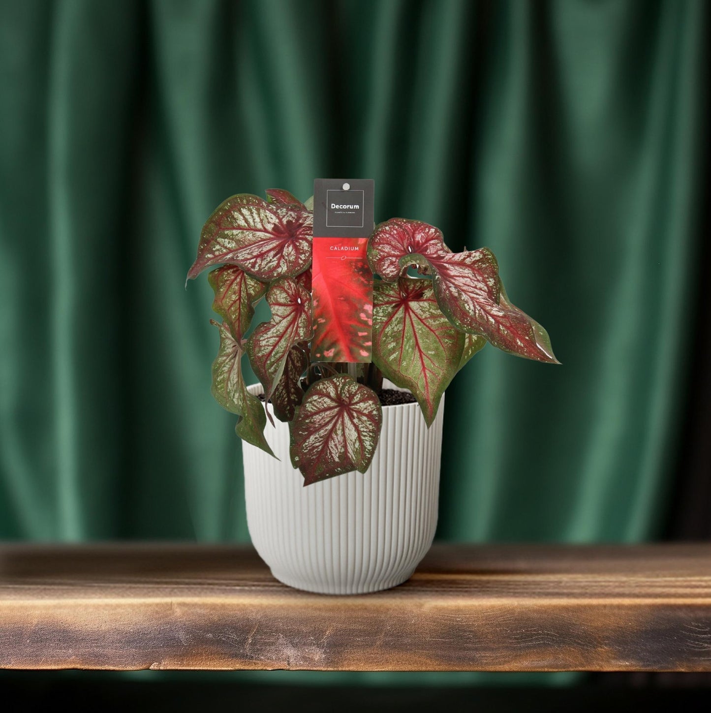 Caladium Bicolor - Engel Wings - Ø12cm - Pflanzfix24