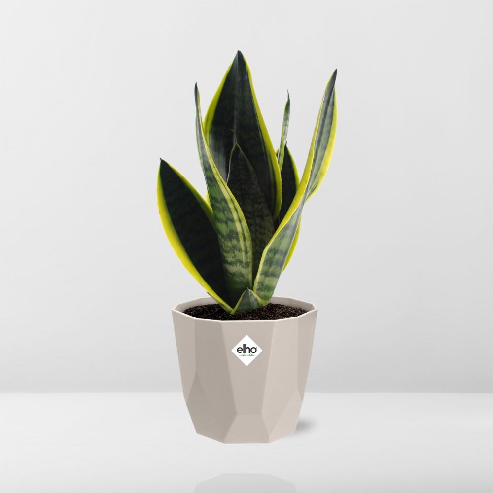 Sansevieria Futura Superba in ELHO b.for rock 14 cm warm grey - Pflanzfix24