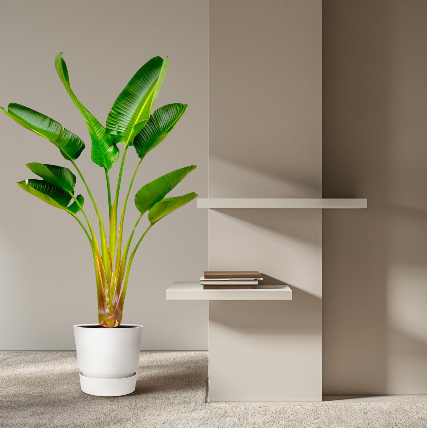 Strelitzia Augusta 160 cm Ø24 – Weißer Paradiesvogel | Pflanzfix24.de - Pflanzfix24.de