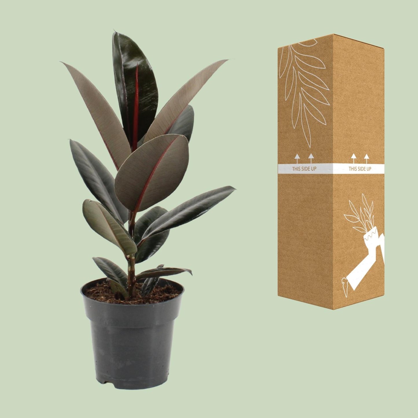 Ficus Elastica Abidjan - Ø17cm - ↕55cm - Pflanzfix24