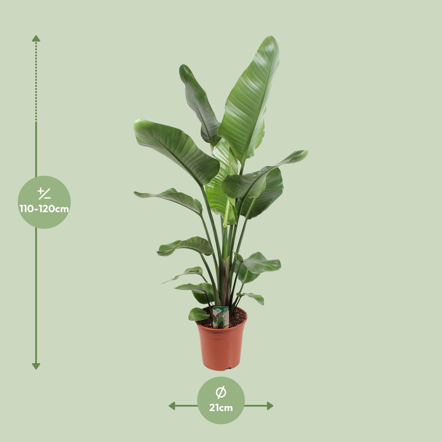 Strelitzia Nicolai 21 cm - Pflanzfix24