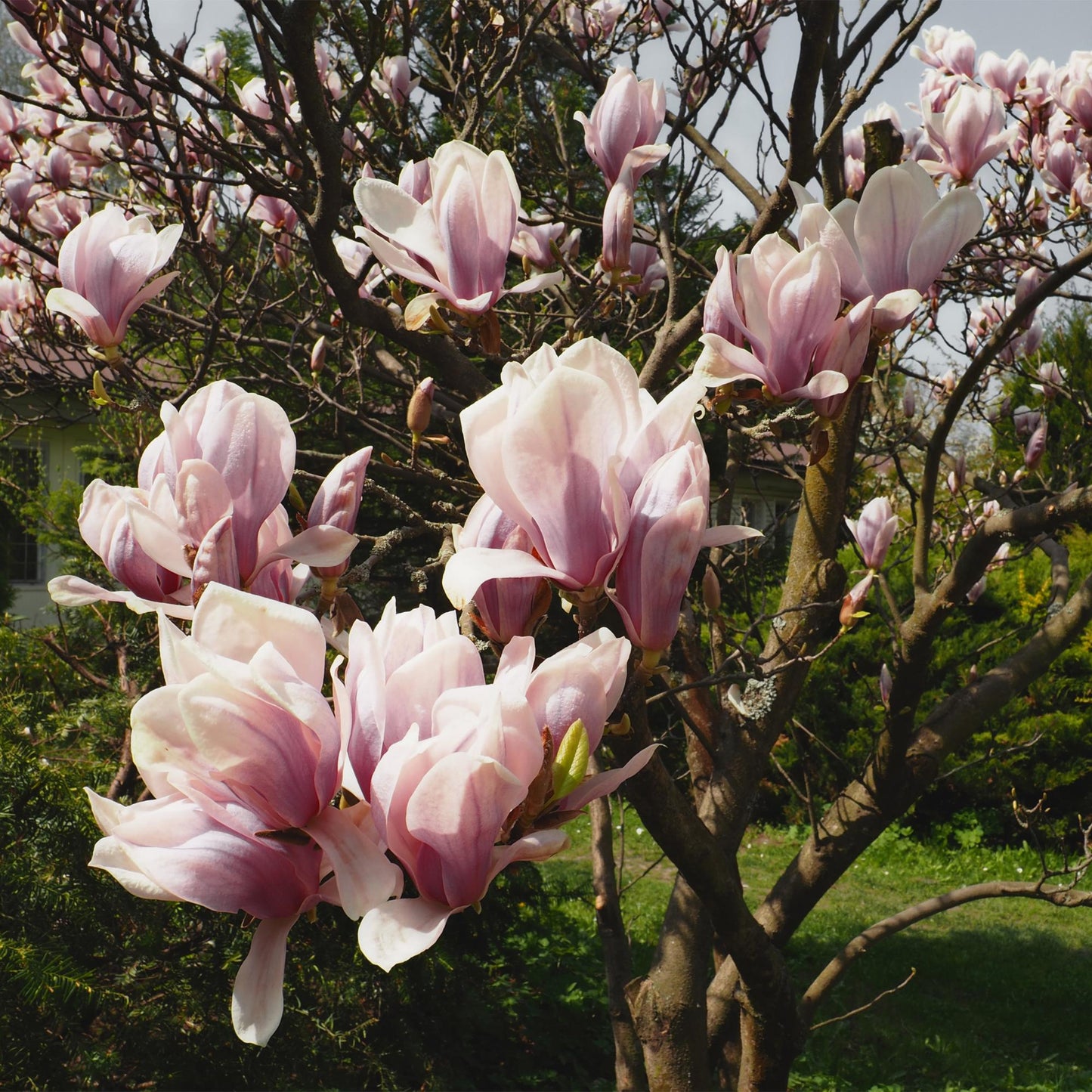 Pflanzfix24.de - Magnolia Soulangiana - Blüten Hellrosa - 1 Pflanze - Laubabwerfend - Topf 17cm - Pflanzfix24.de