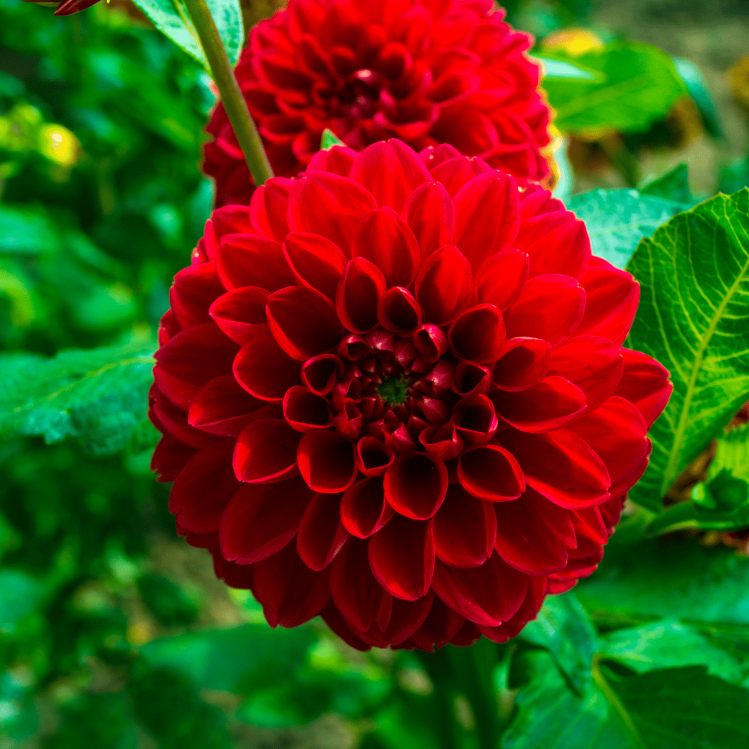 Dutch Dahlia Mix - Luxusbox Mittel, Set von 4 niederländischen Dahlien - Pflanzfix24.de - Pflanzfix24.de