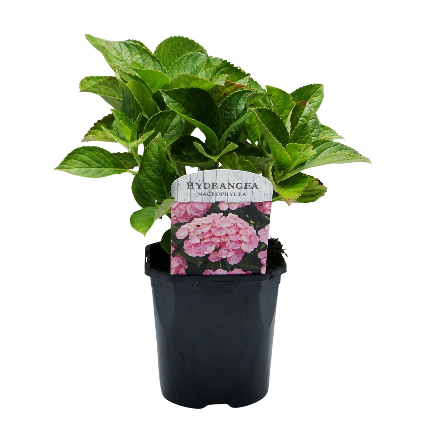 pflanzfix24 - Hortensie Hydrangea Pink