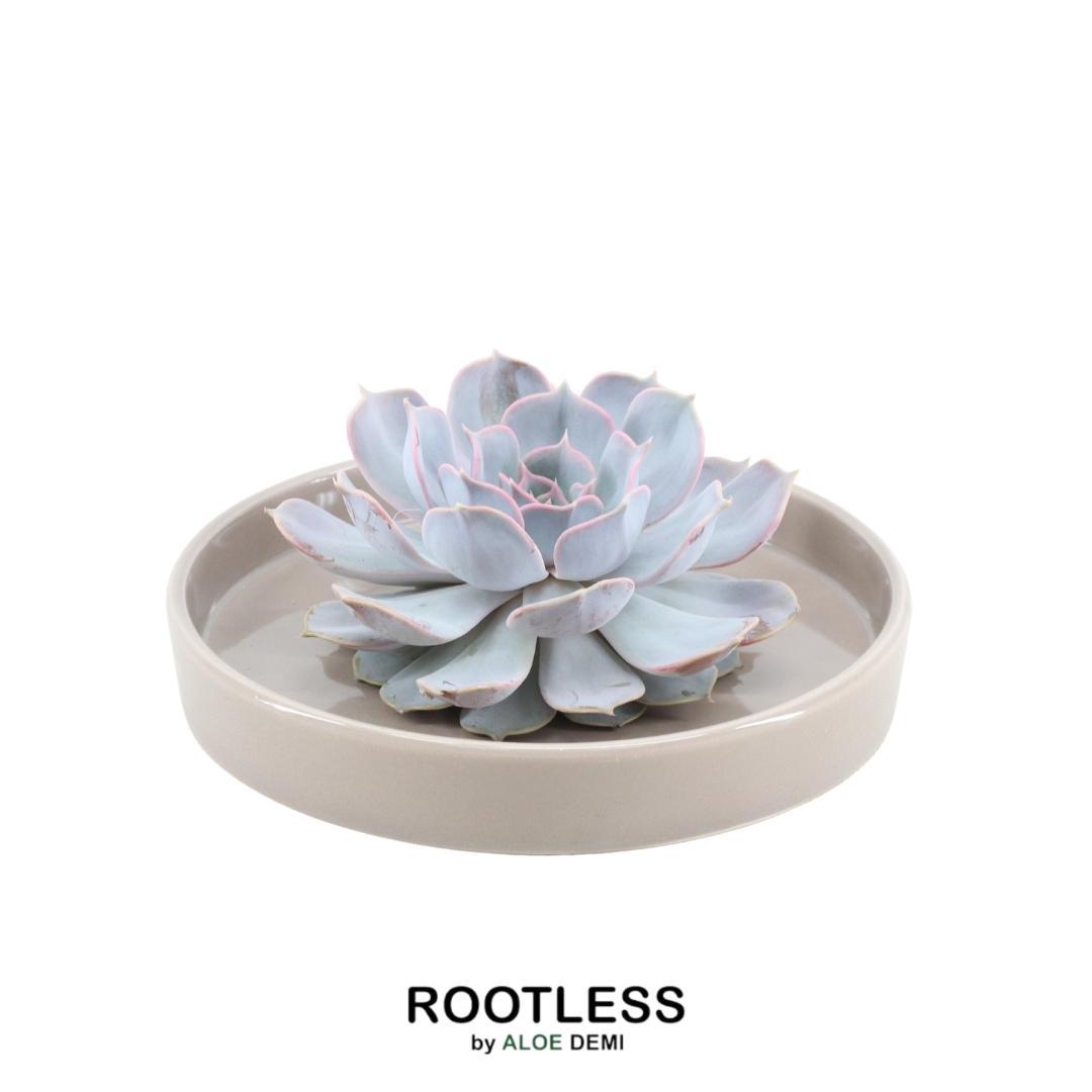 ROOTLESS Echeveria Lilacina in taupefarbener Keramik | Pflanzfix24.de - Pflanzfix24.de