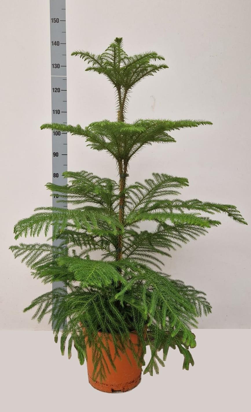 Araucaria Heterophylla - Ø24cm - ↕130cm - Pflanzfix24