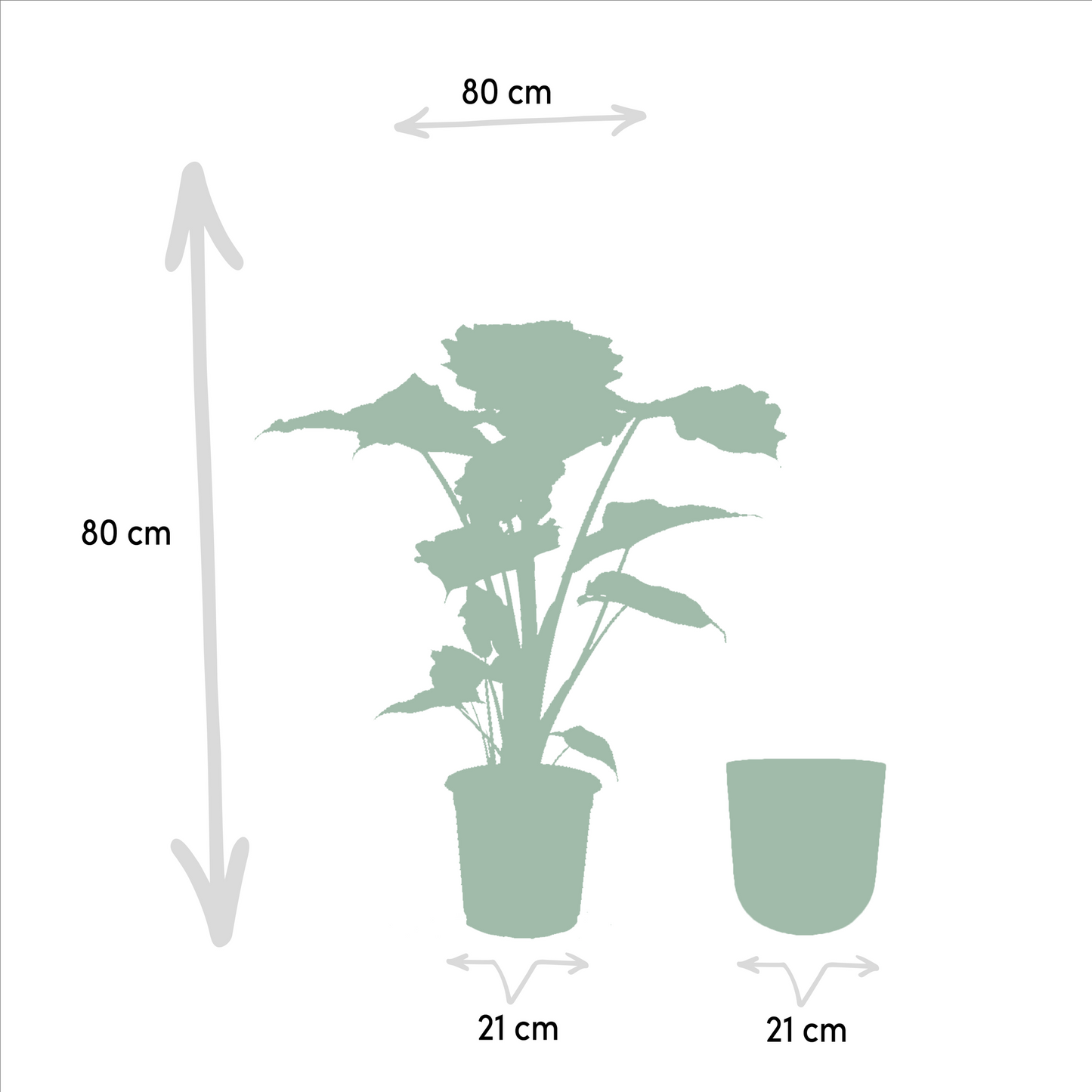 Alocasia Portodora - Ø21cm - ↕80cm + Topf Mayk Gold - Pflanzfix24