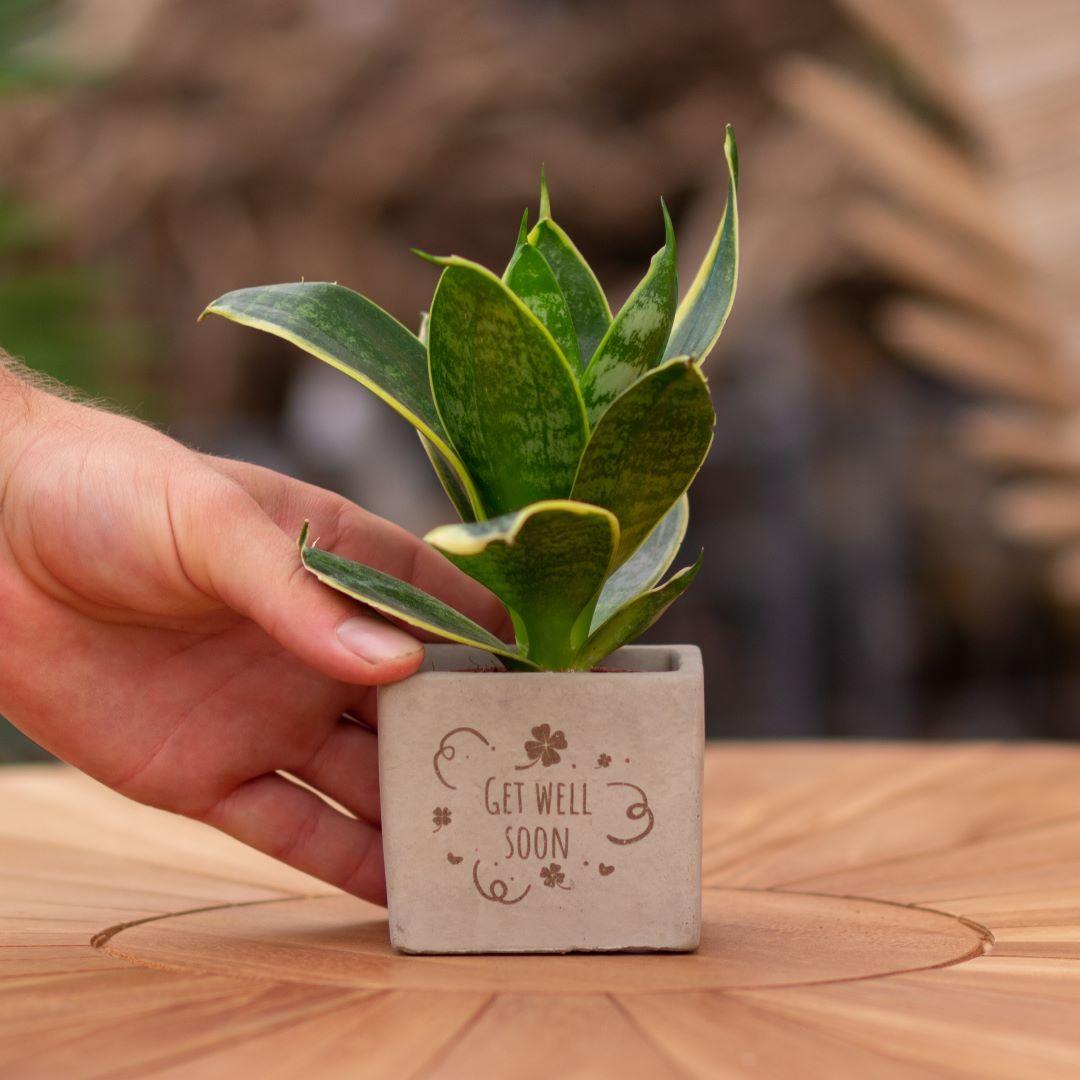 Congreet plantpots + Sansevieria | Get well soon - Pflanzfix24.de - Pflanzfix24.de