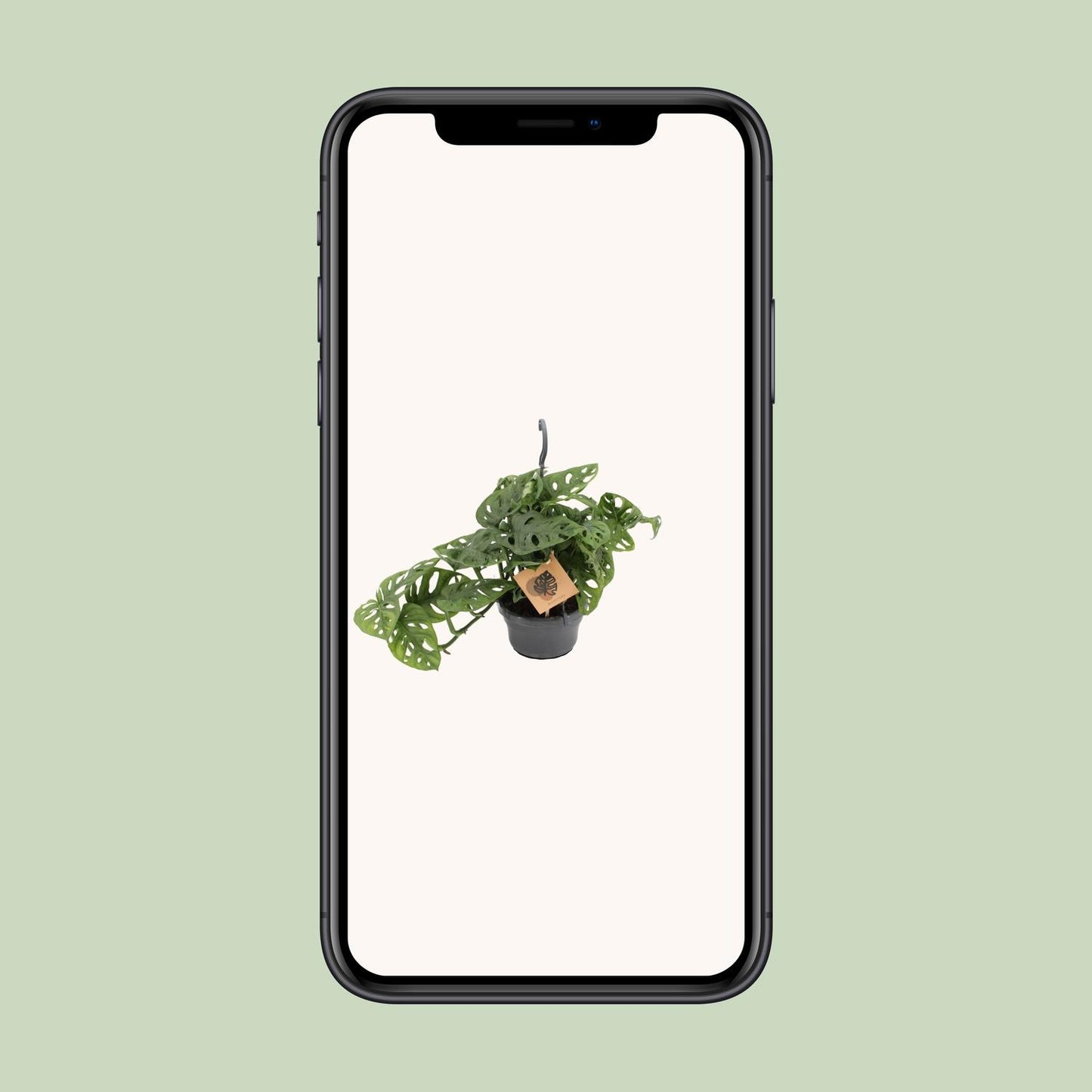 Monstera Monkey Ø14cm – pflegeleichte Zimmerpflanze | Pflanzfix24.de - Pflanzfix24.de