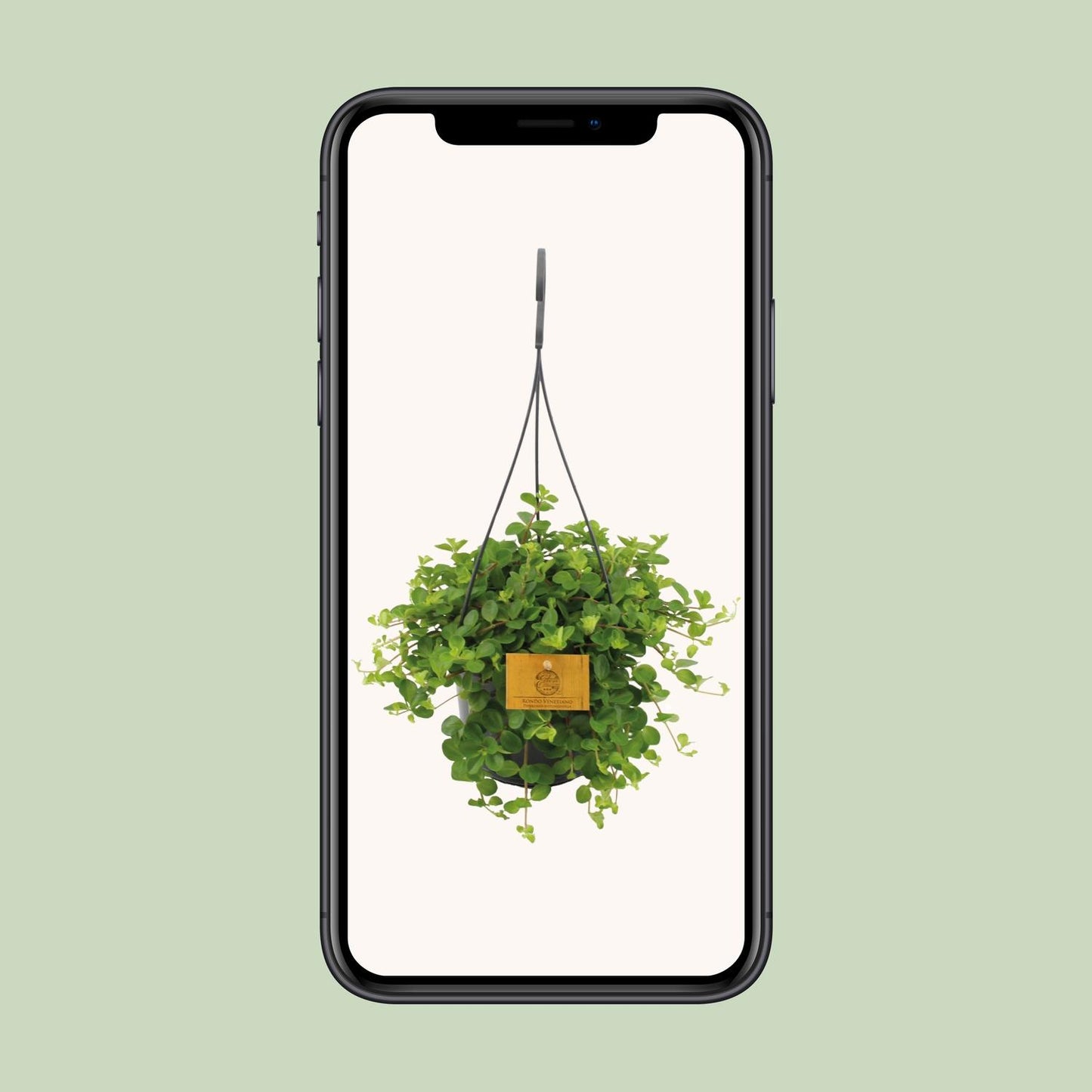 Peperomia Rotundifolia Ø15cm – Glänzende Blätter | Pflanzfix24