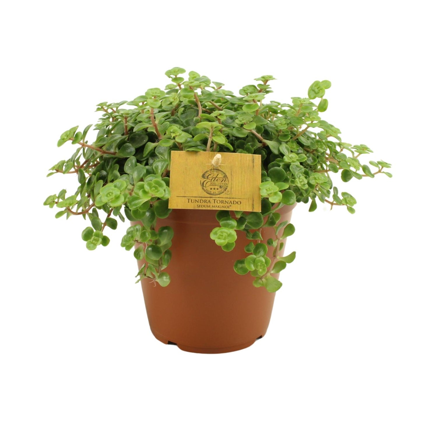 Sedum Tornado - Ø15cm - ↕25cm von Pflanzfix24