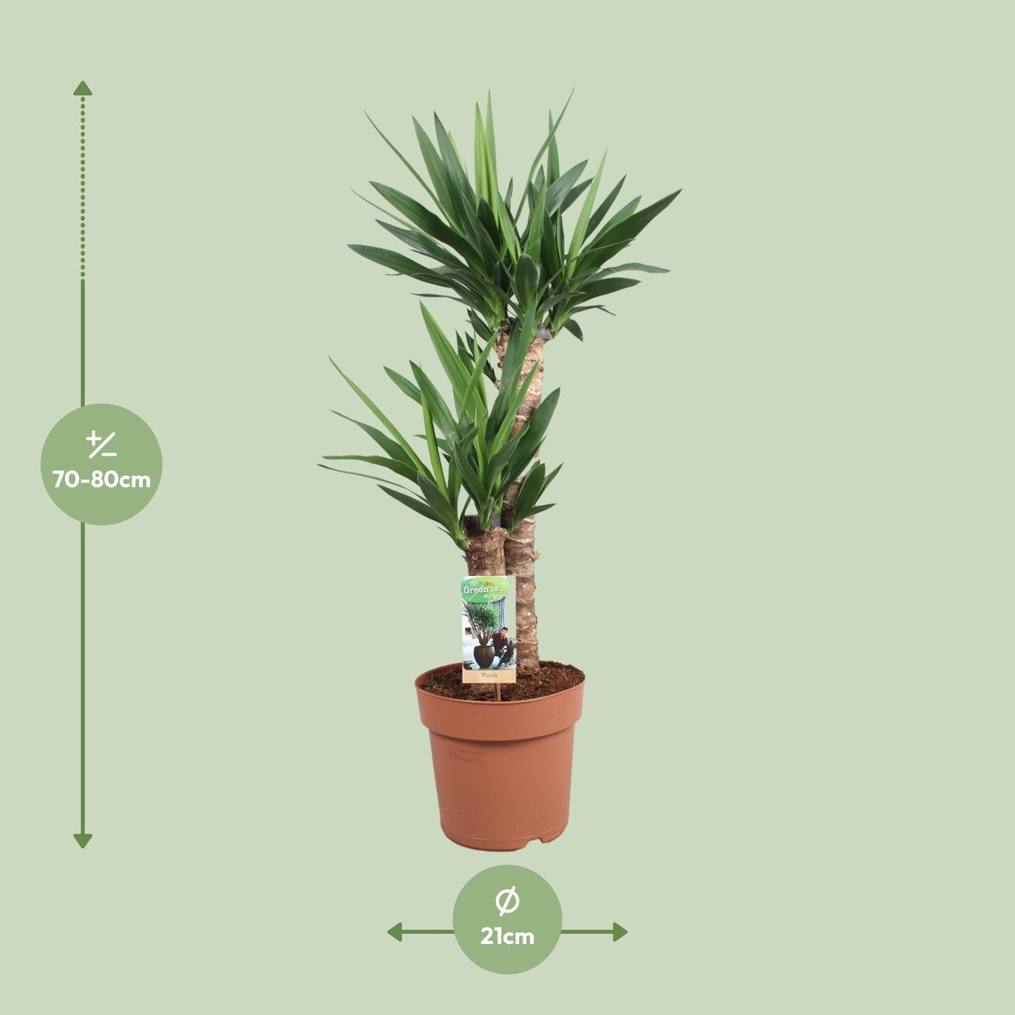 Yucca Elephantipes - Ø21cm - ↕80cm bei Pflanzfix24