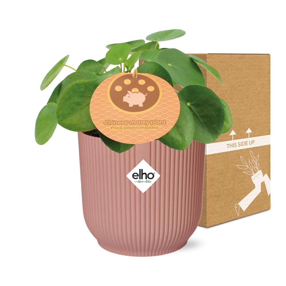 Pilea Peperomioides 12cm in ELHO Vibes Fold 14cm roze – Pflanzfix24