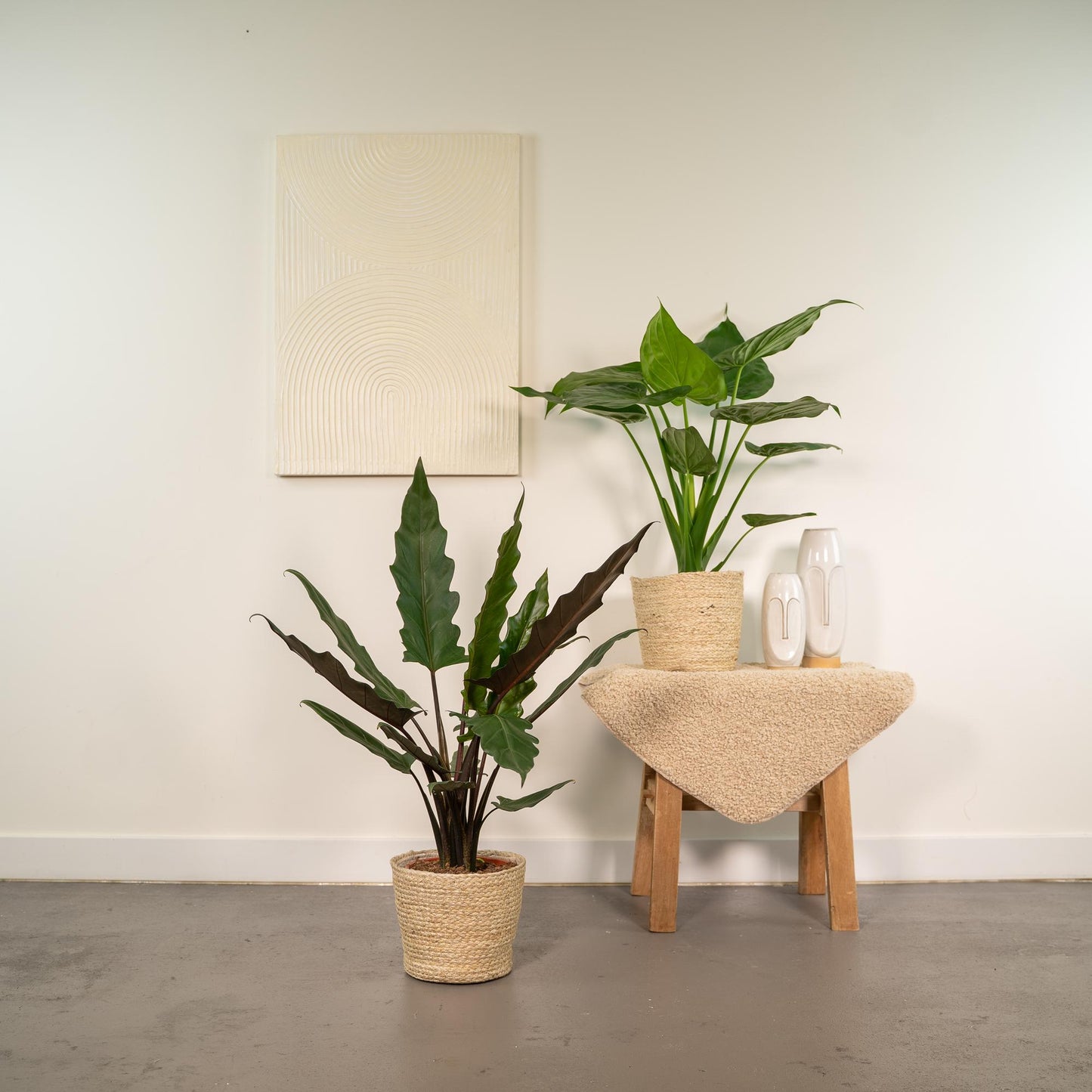 Alocasia Cucullata & Lauterbachiana Set + Korb - Pflanzfix24.de - Pflanzfix24.de