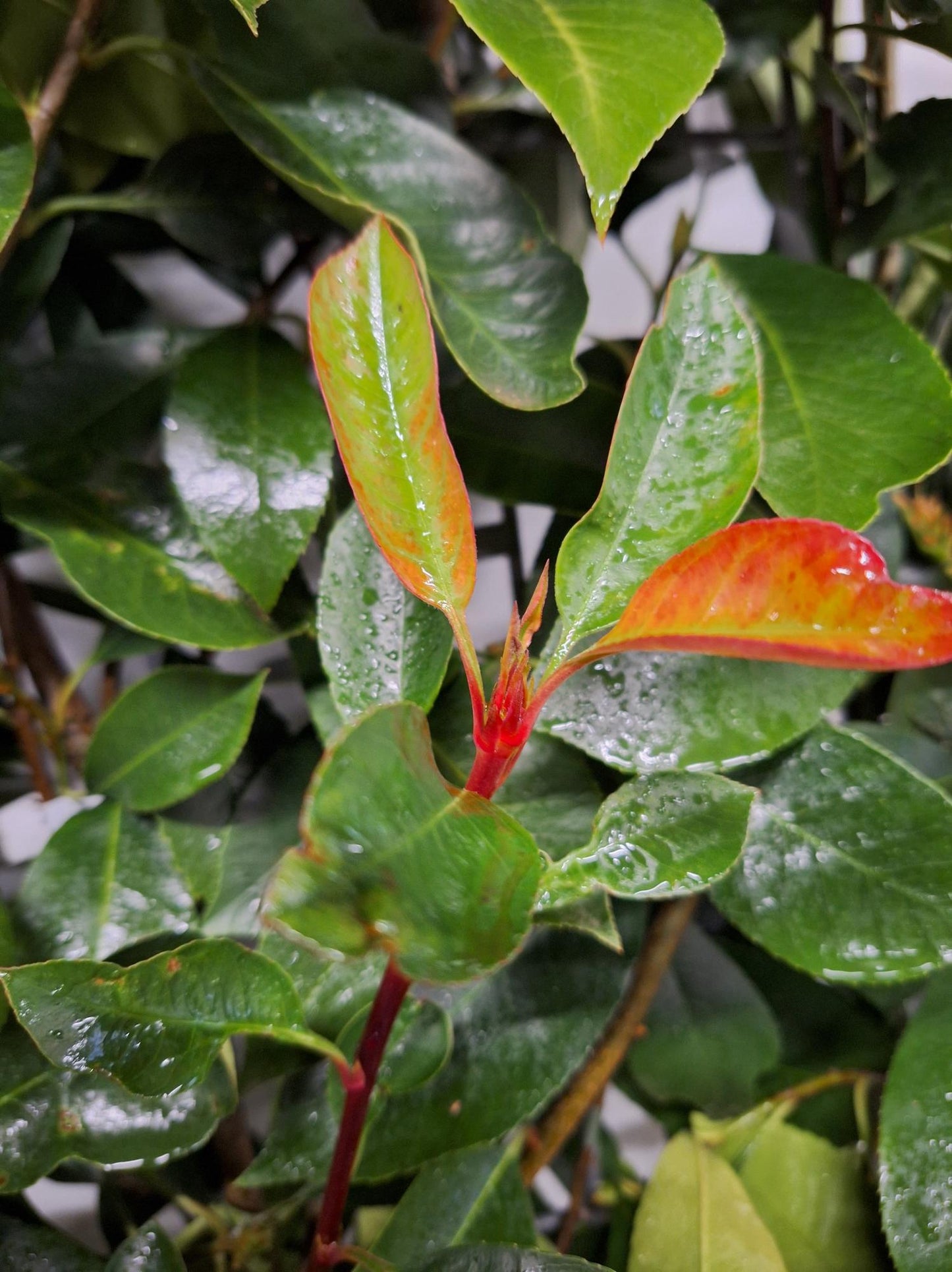 Photinia Fraseri 'Red Robin' Fertighecke 120x180 cm - Pflanzfix24