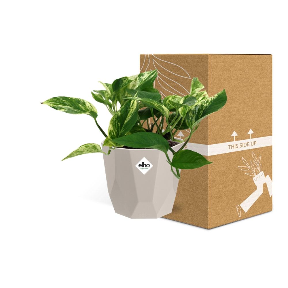 Scindapsus Marble Queen in ELHO b.for rock 14 cm warm grey - Pflanzfix24