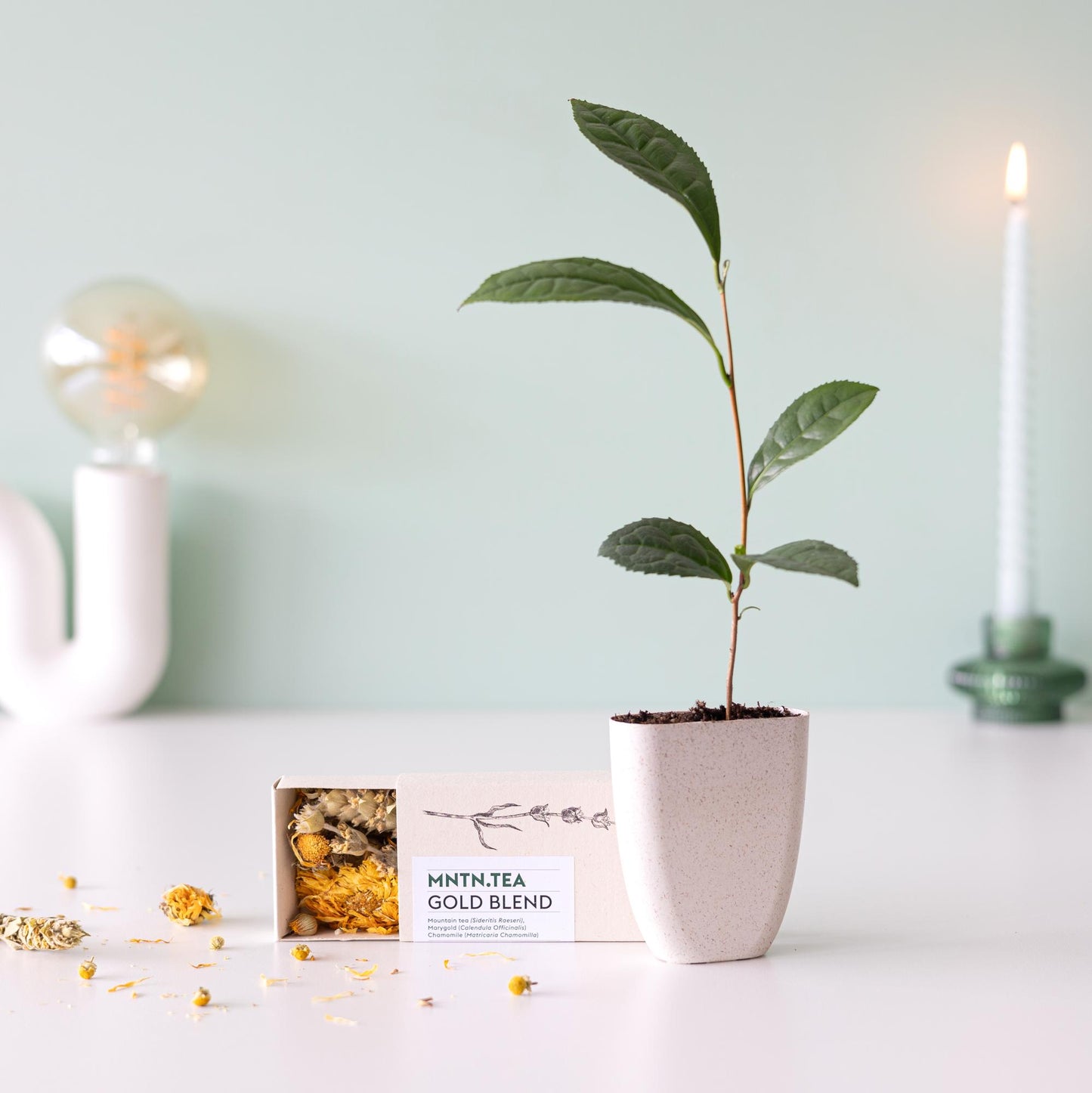 Teepause - Gold Blend Tee und Teebaumschnitt - Pflanzfix24