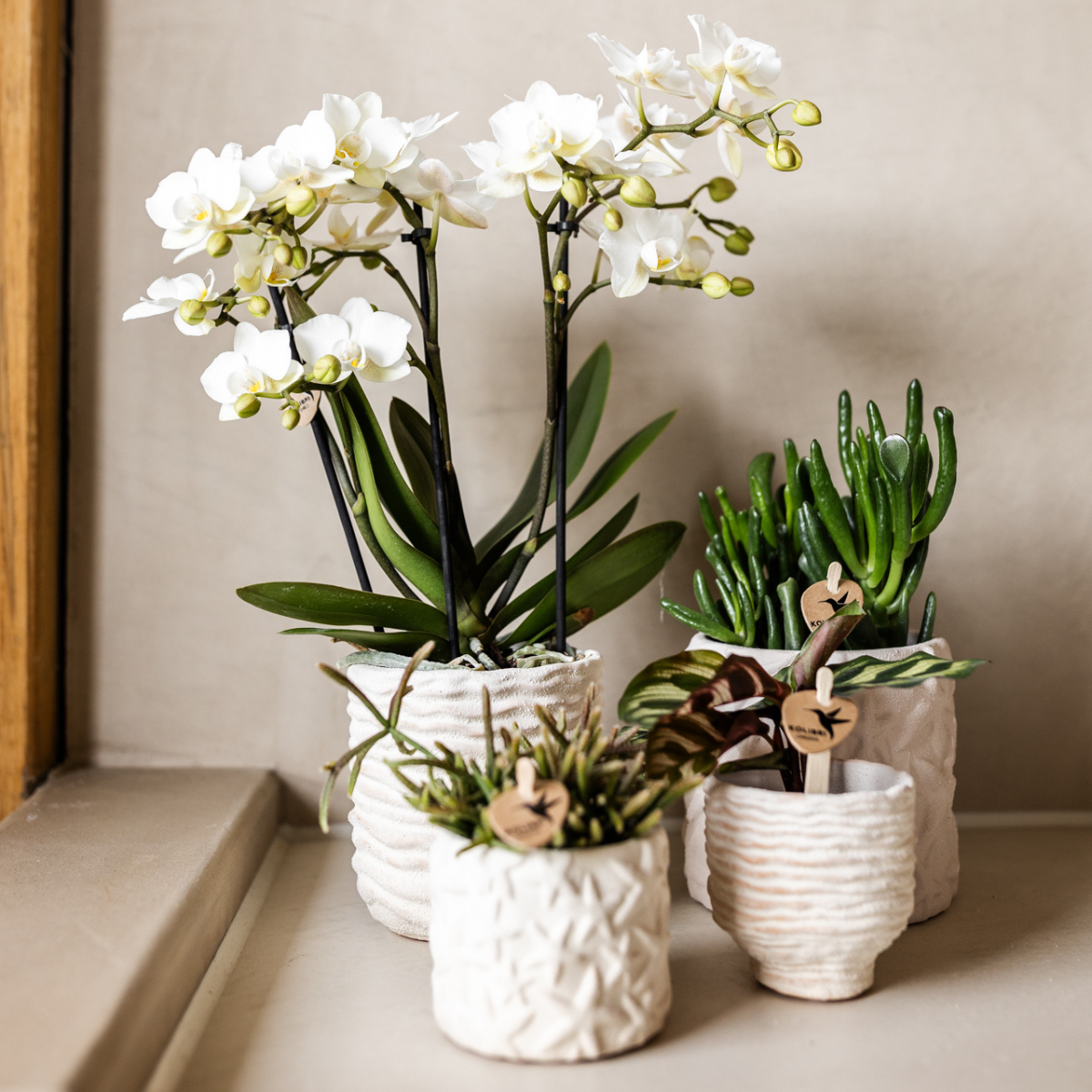 Star Fish Dekotopf Off White Ø9cm – Kolibri Home | Pflanzfix24.de - Pflanzfix24.de
