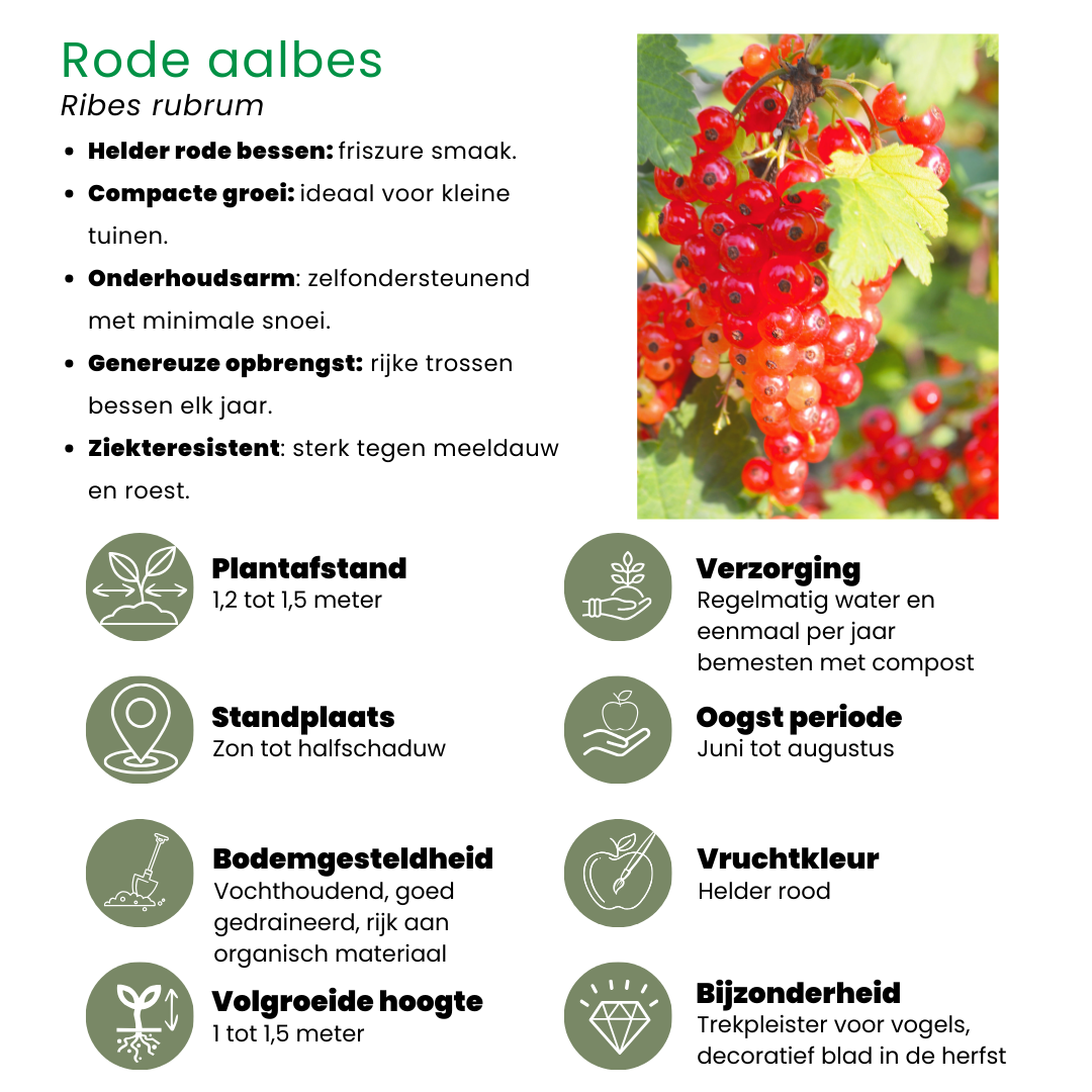 Fruchtoase BIO Obstpflanzen Mix - Pflanzfix24