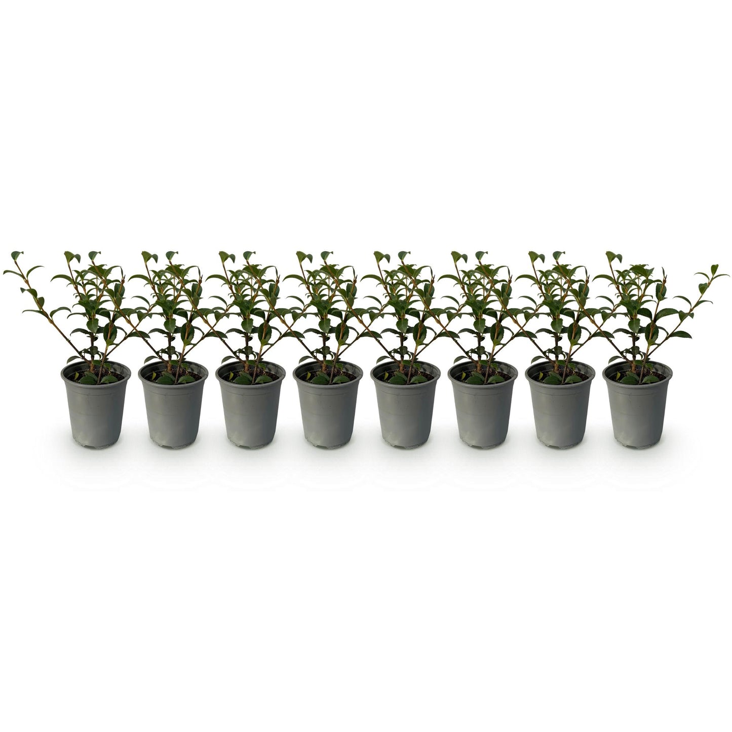 Pflanzfix24 - Osmanthus burkwoodii Heckenpflanzen - 8 Pflanzen - 1m - immergrün