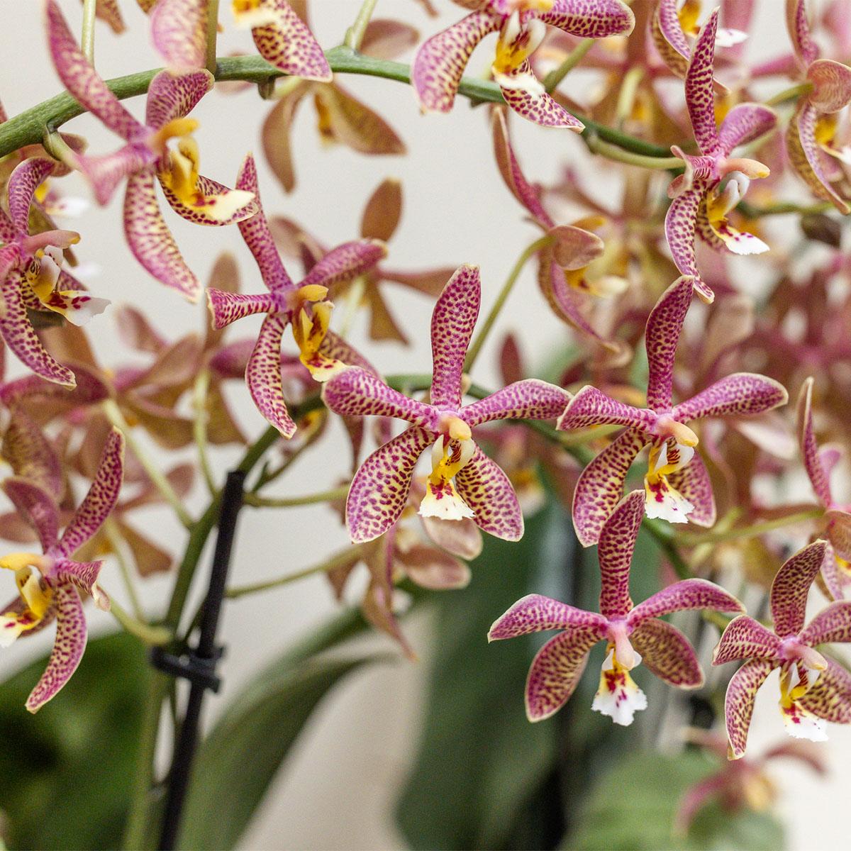 Spider Phalaenopsis Orchidee Orange Ø9cm | Pflanzfix24.de - Pflanzfix24.de