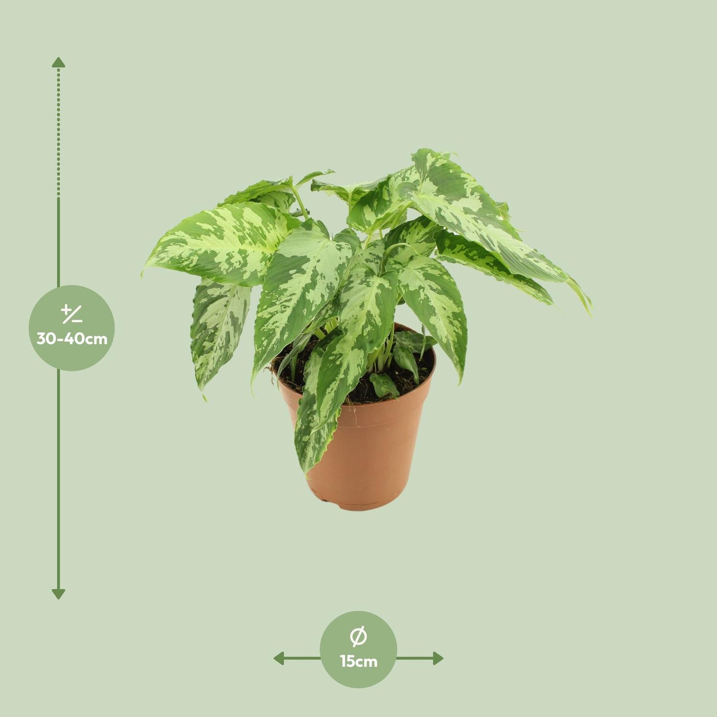 Schismatoglottis Pusilla - Ø15cm - ↕40cm bei Pflanzfix24