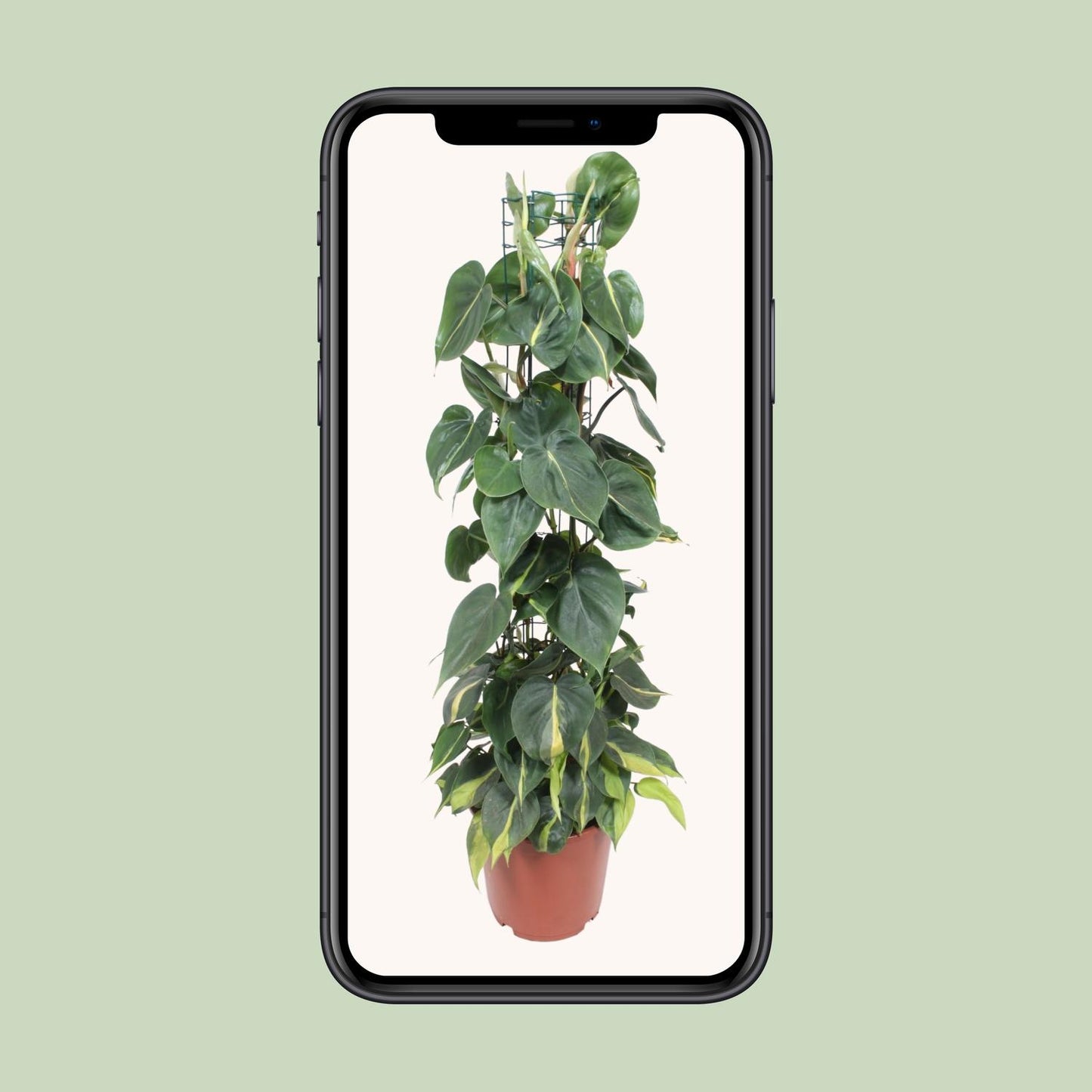 Philodendron Scandens Brasil 120cm Ø24cm | Pflanzfix24.de - Pflanzfix24.de