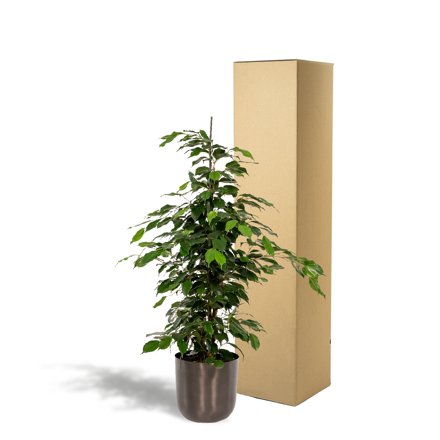 Ficus Benjamina Danielle - Ø21cm - ↕95cm + Topf Mayk Lead - Pflanzfix24.de - Pflanzfix24.de