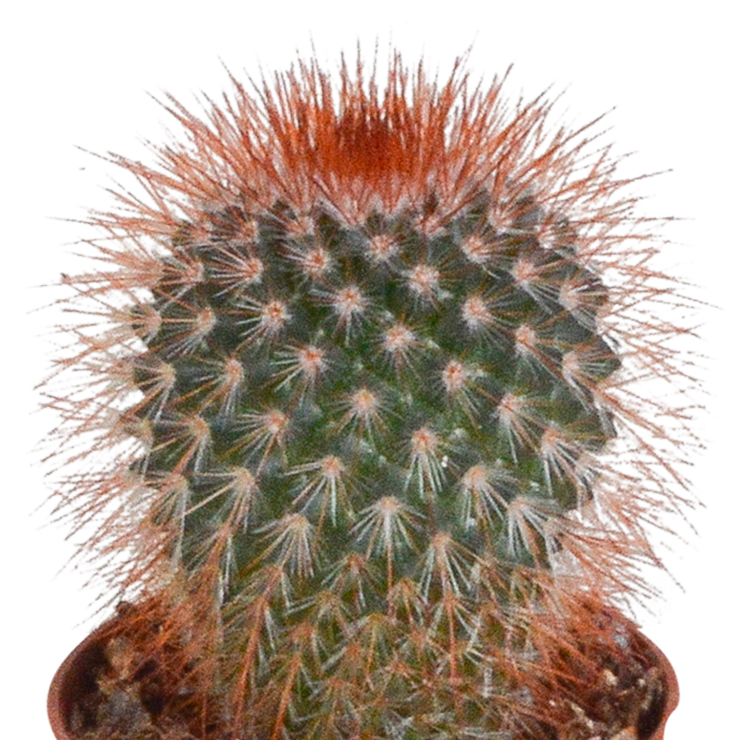 Kakteenmischung 5,5 cm - 10x - zonder pot | Pflanzfix24.de - Pflanzfix24.de