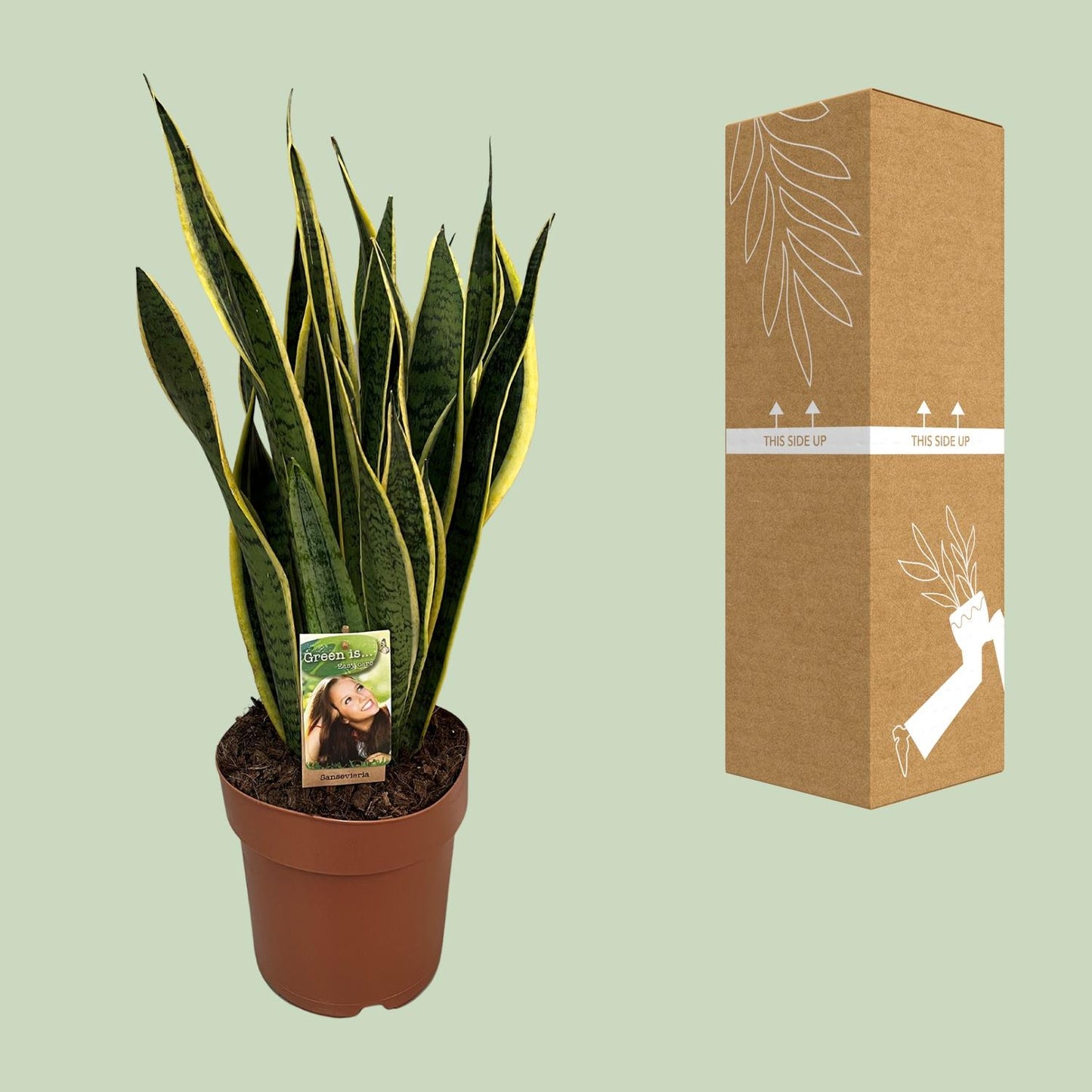 Sansevieria Trifasciata Laurentii - Ø21cm - ↕60cm bei Pflanzfix24