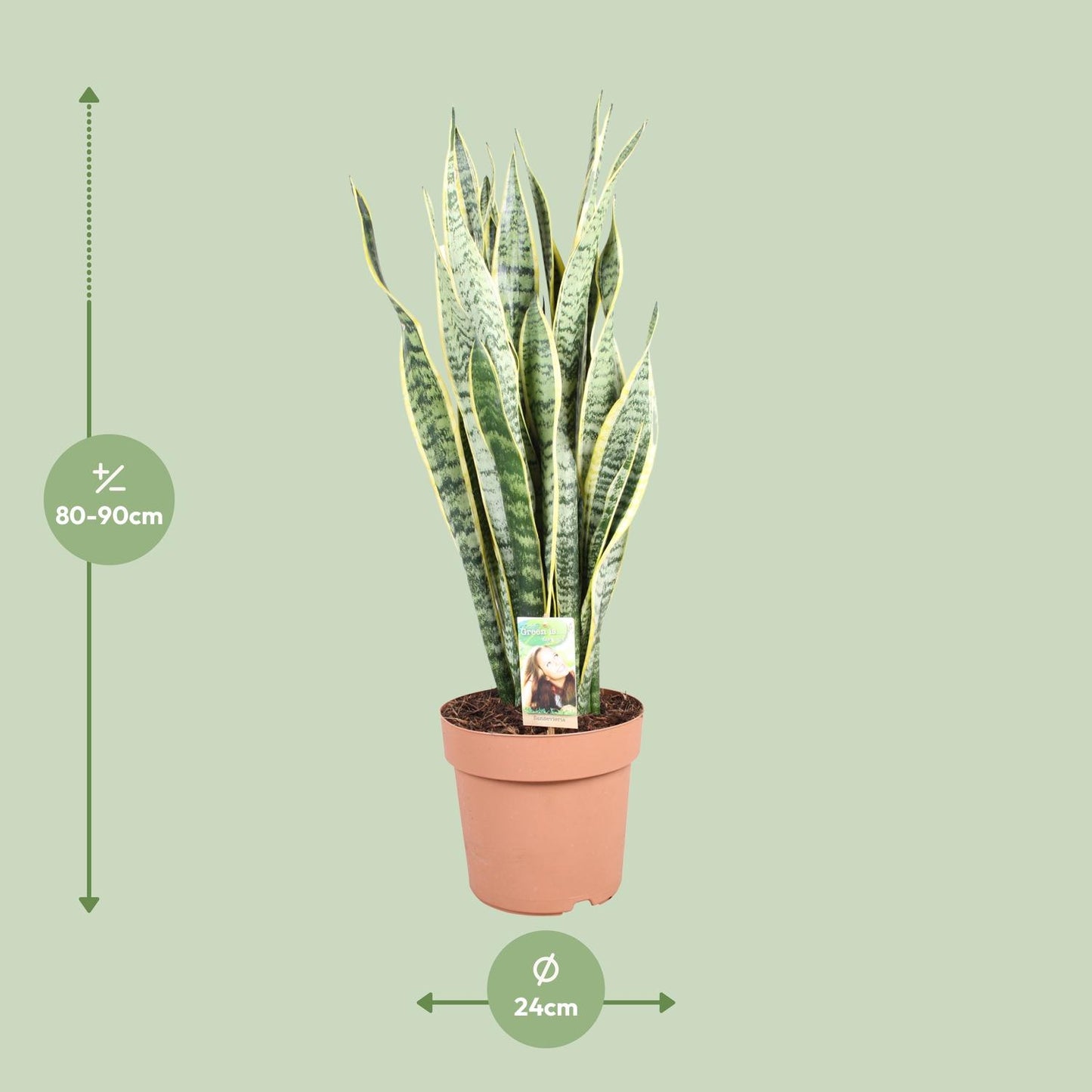Sansevieria Trifasciata Laurentii - Ø24cm - ↕90cm - Pflanzfix24