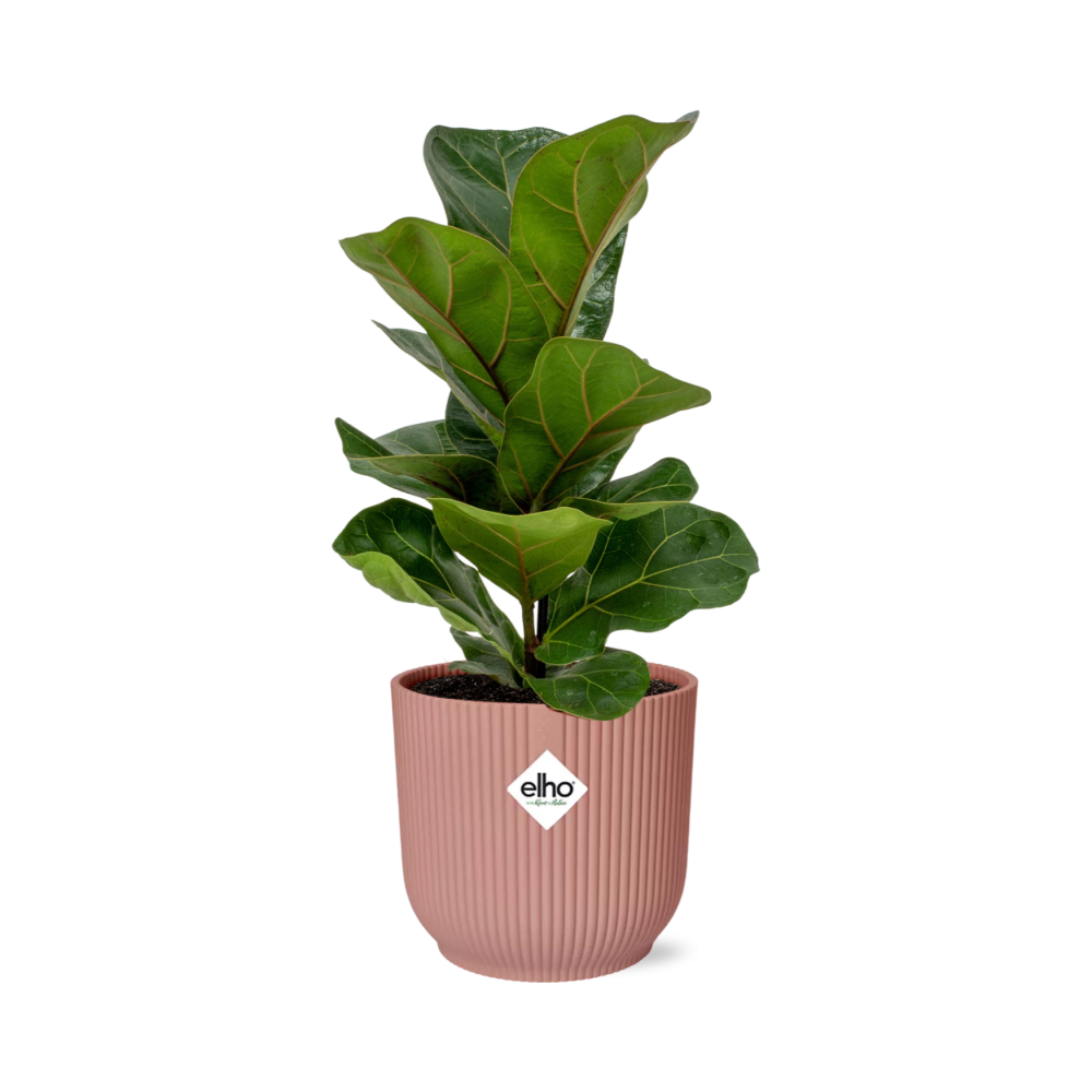 Ficus Lyrata Bambino im ELHO Vibes Fold 14cm – Pflanzfix24