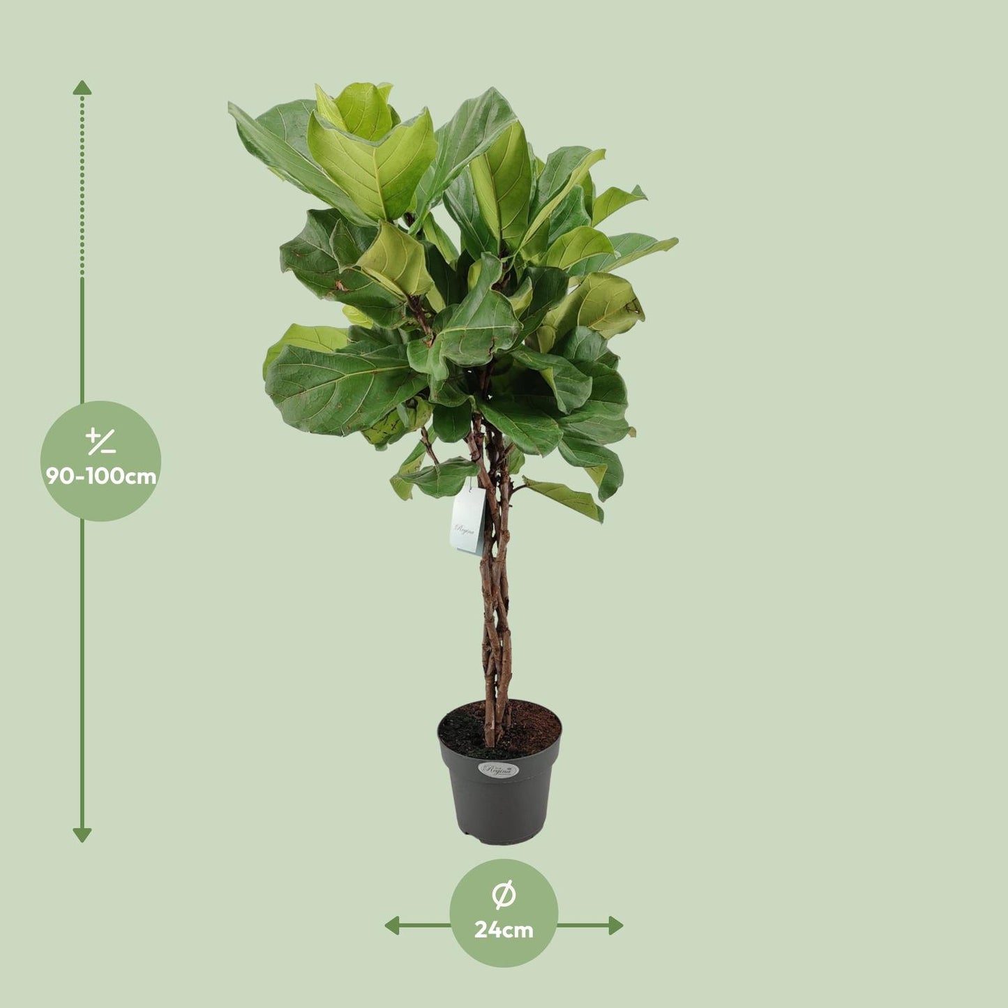 Ficus Lyrata Geflechtstamm - Ø24cm - ↕100cm - Pflanzfix24