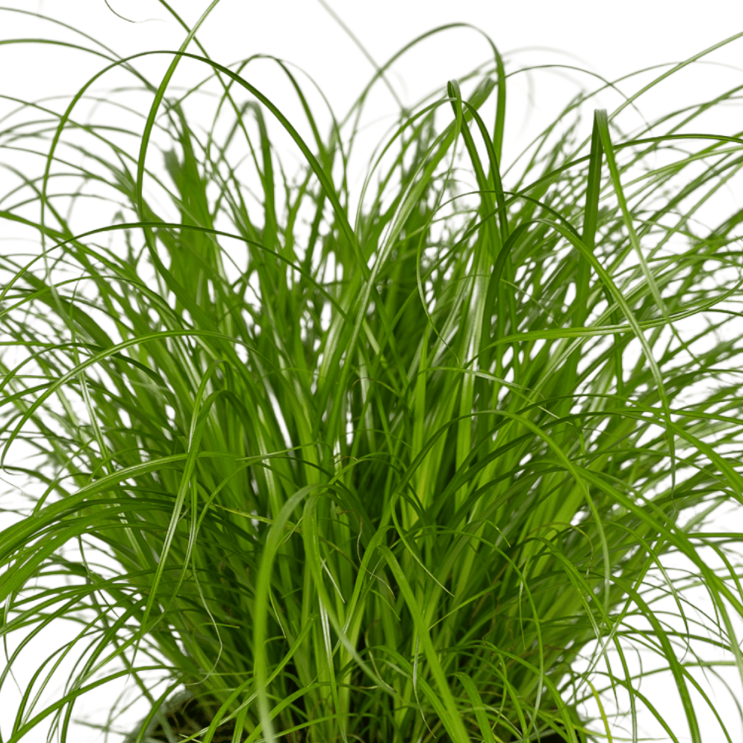 Cyperus Alternifolius (Katzengras) - 2 Stücke - Ø12cm - Pflanzfix24.de - Pflanzfix24.de