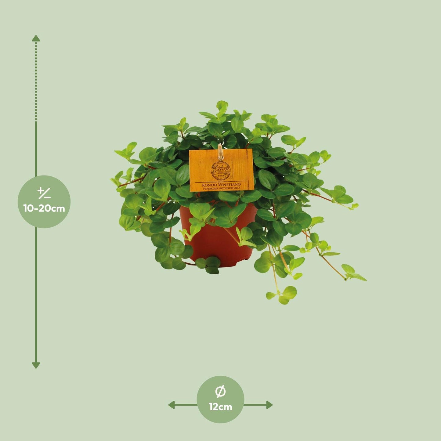 Peperomia Rotundifolia - Ø12cm - ↕20cm - Pflanzfix24