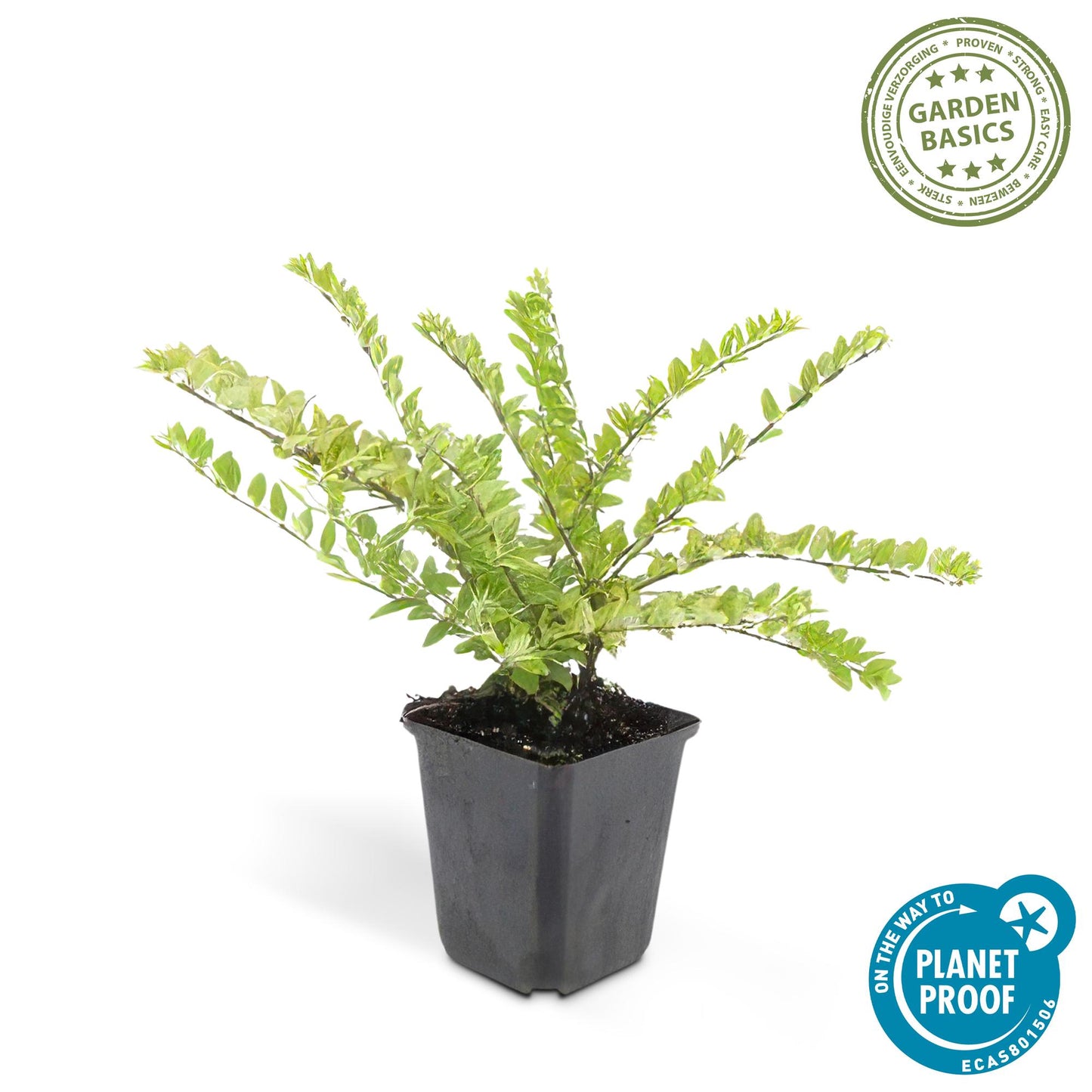 60x Lonicera maigrün – Heckenpflanze 10–25 cm – Pflanzfix24