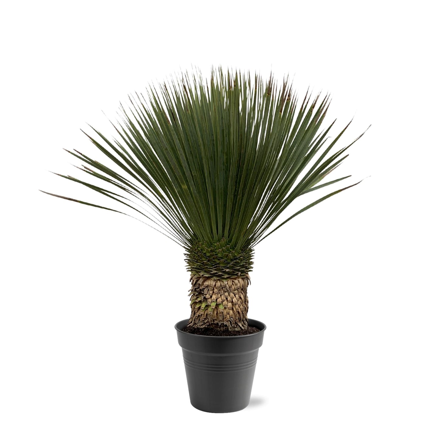Yucca Rostrata 80–100 cm Ø38 Topf – Pflanzfix24.de - Pflanzfix24.de