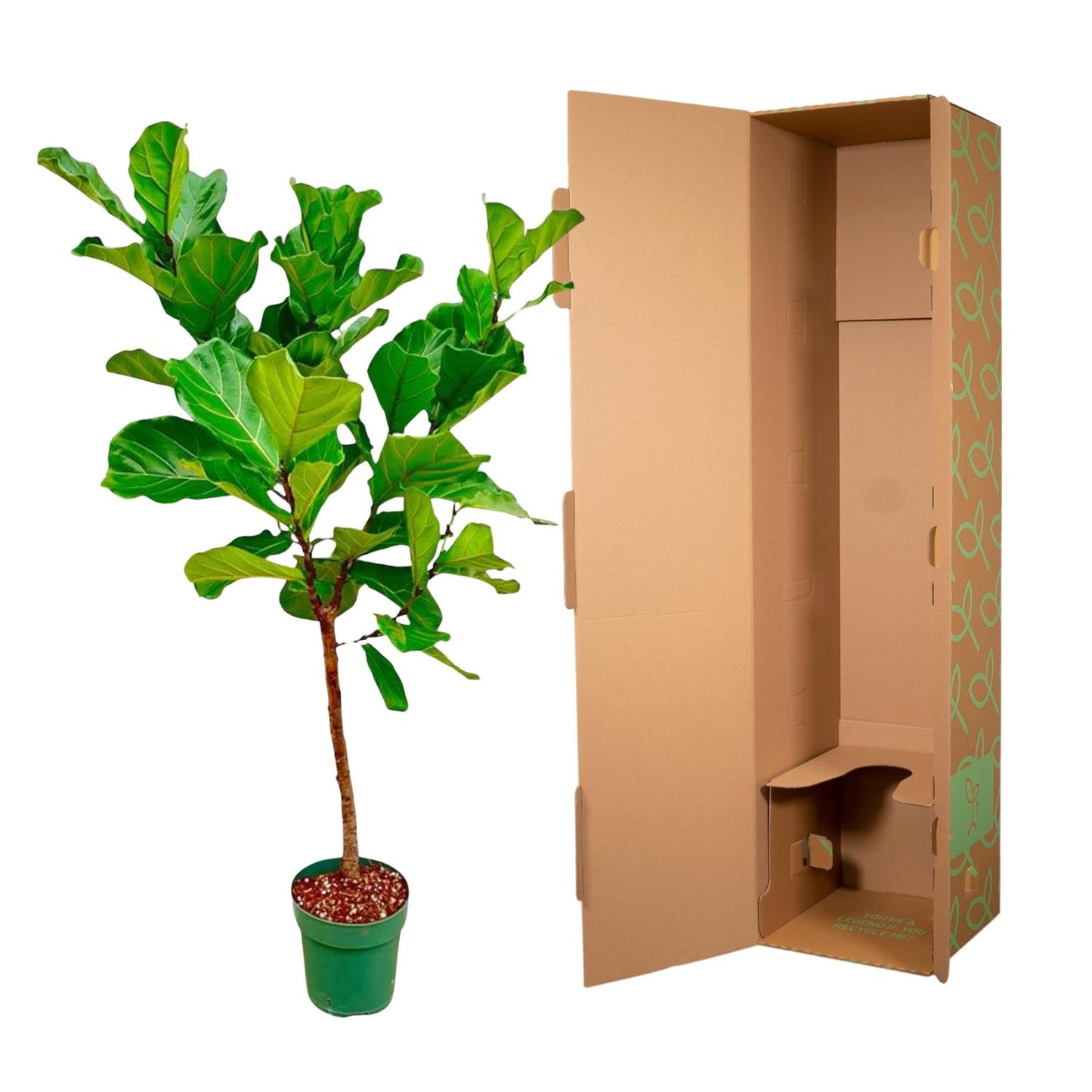 Ficus Lyrata-Stamm - 170 cm - ⌀30 - Pflanzfix24