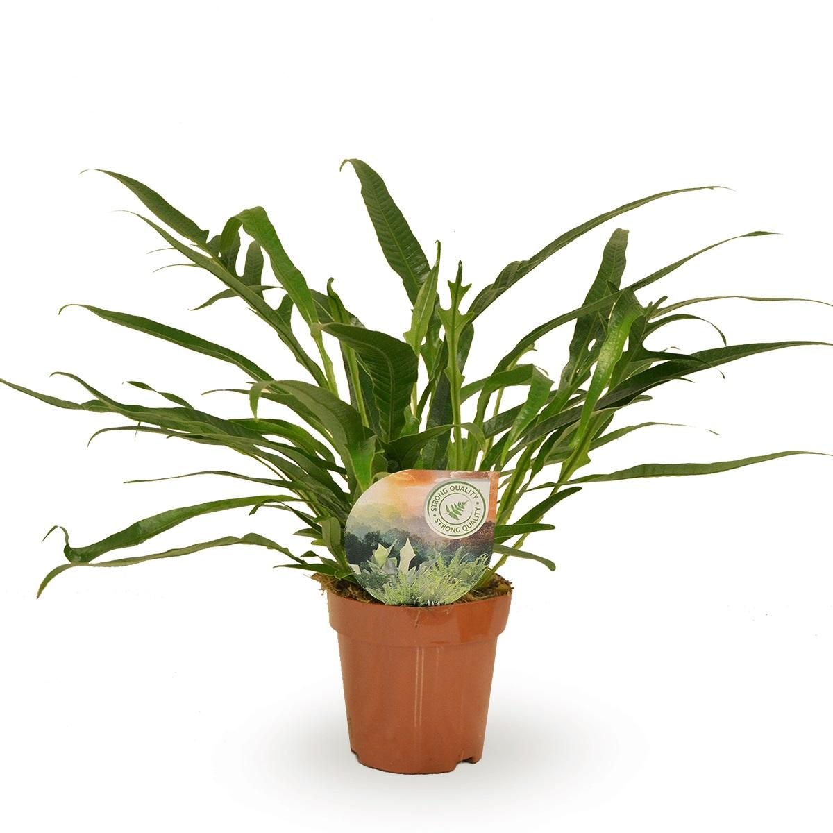 Aglaomorpha Jim - Ø12cm - ↕30cm bei Pflanzfix24