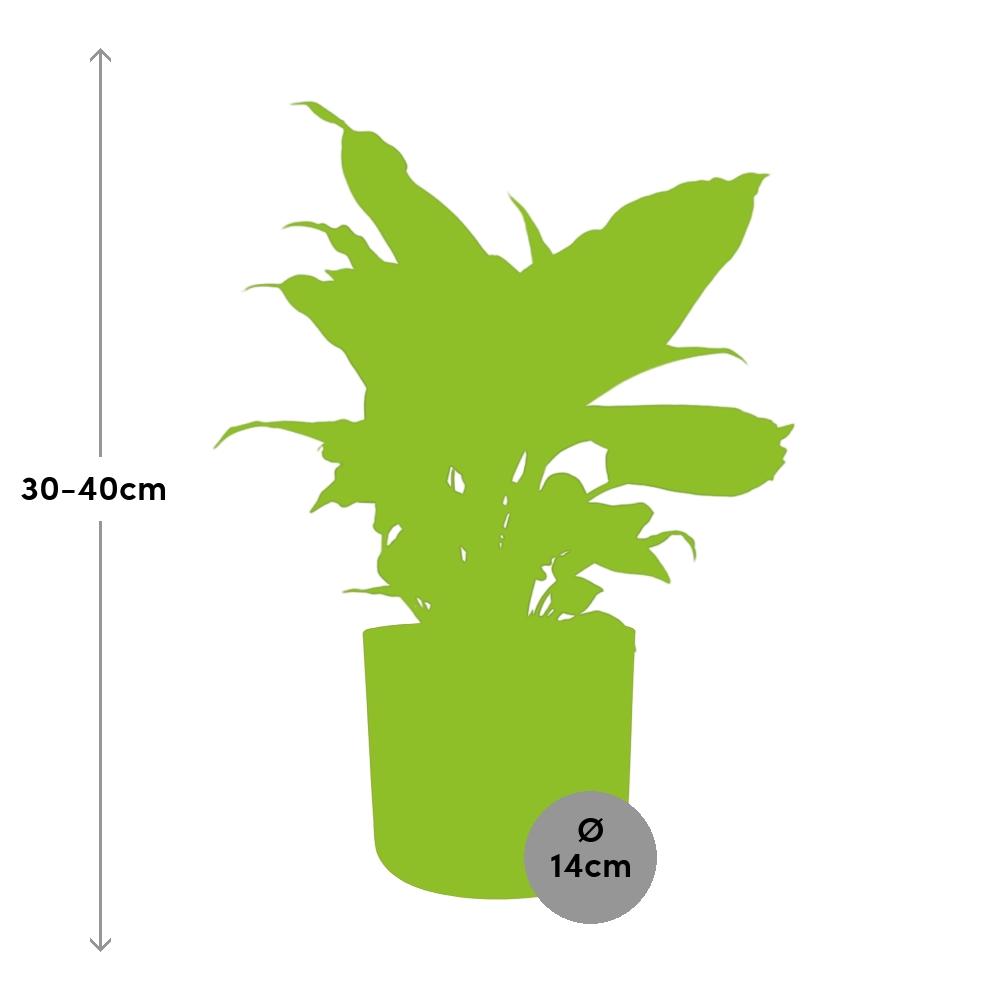 Dieffenbachia 'Camilla' in ELHO b.for soft rond 14cm brique - Pflanzfix24