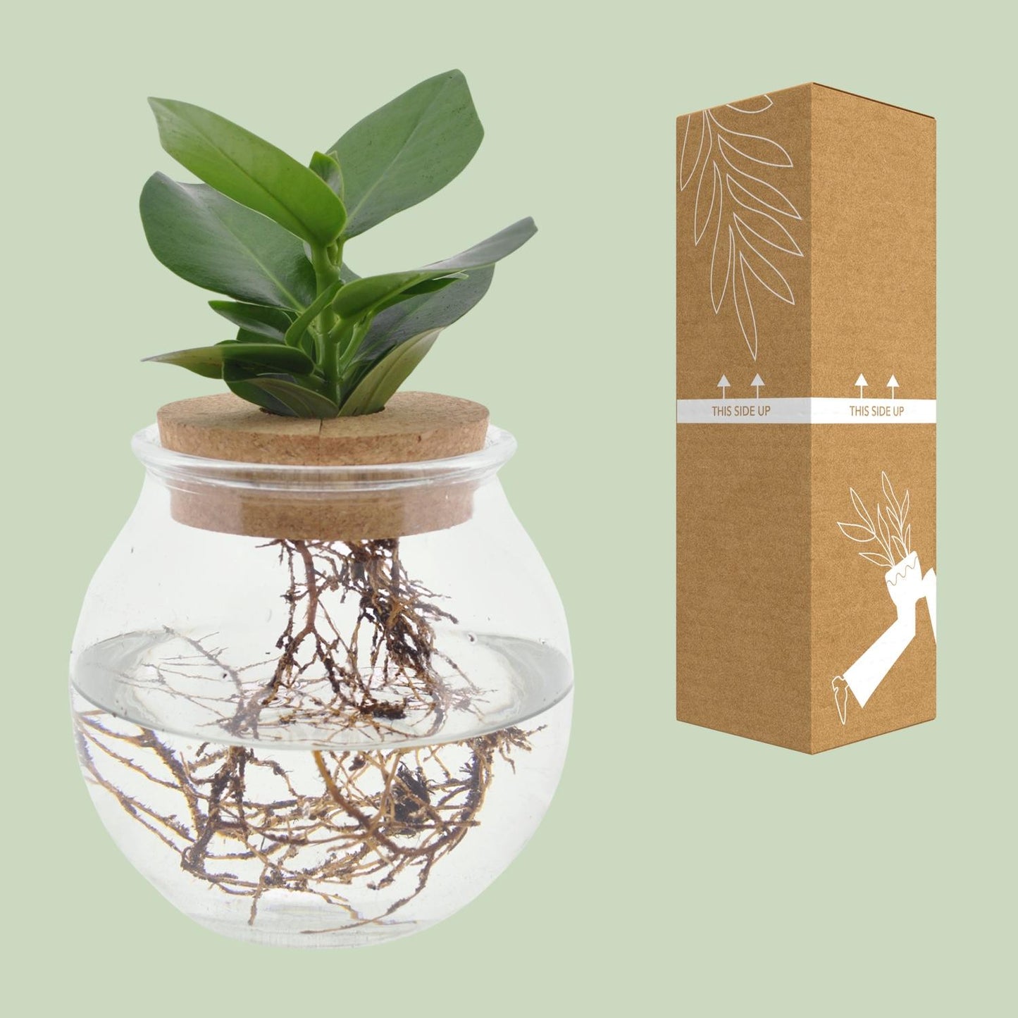 Clusia In Bolglas + Klikkurk - Ø12cm - ↕30cm - Pflanzfix24.de - Pflanzfix24.de
