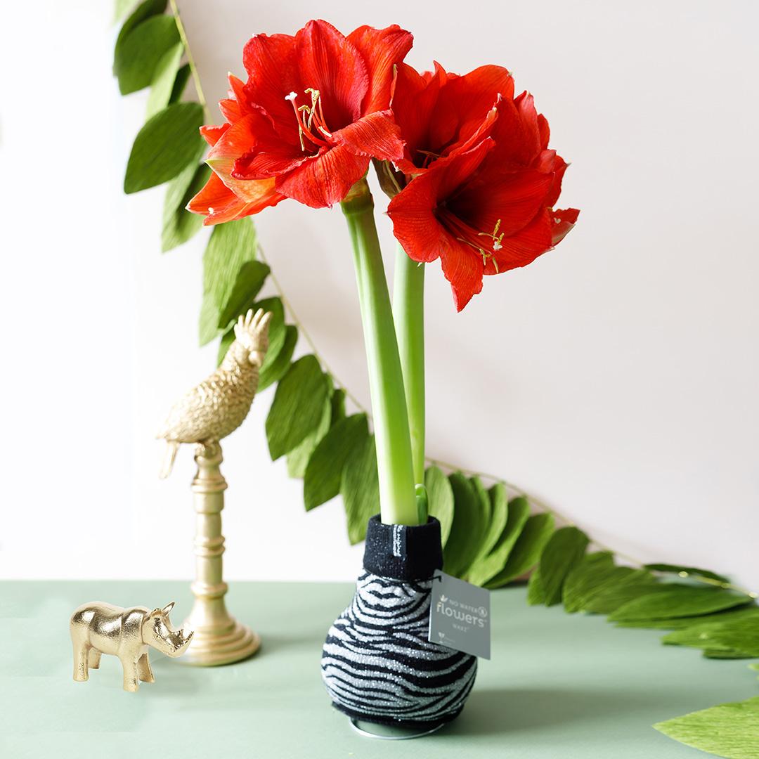 No Water Flowers® (wax amaryllis) | Fashionz Animal - Zebra + Red flower - Pflanzfix24