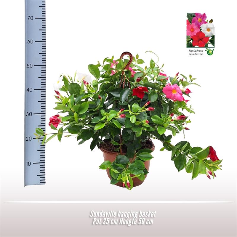 Sundaville Hanging Basket Tricolor - Ø25cm - ↕50cm - Pflanzfix24